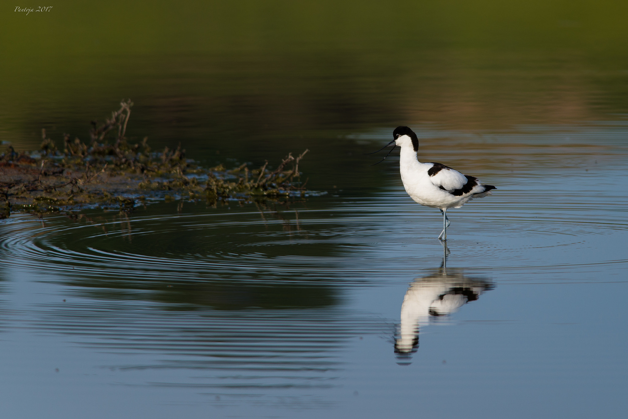 Nikon D600 sample photo. Avocet photography