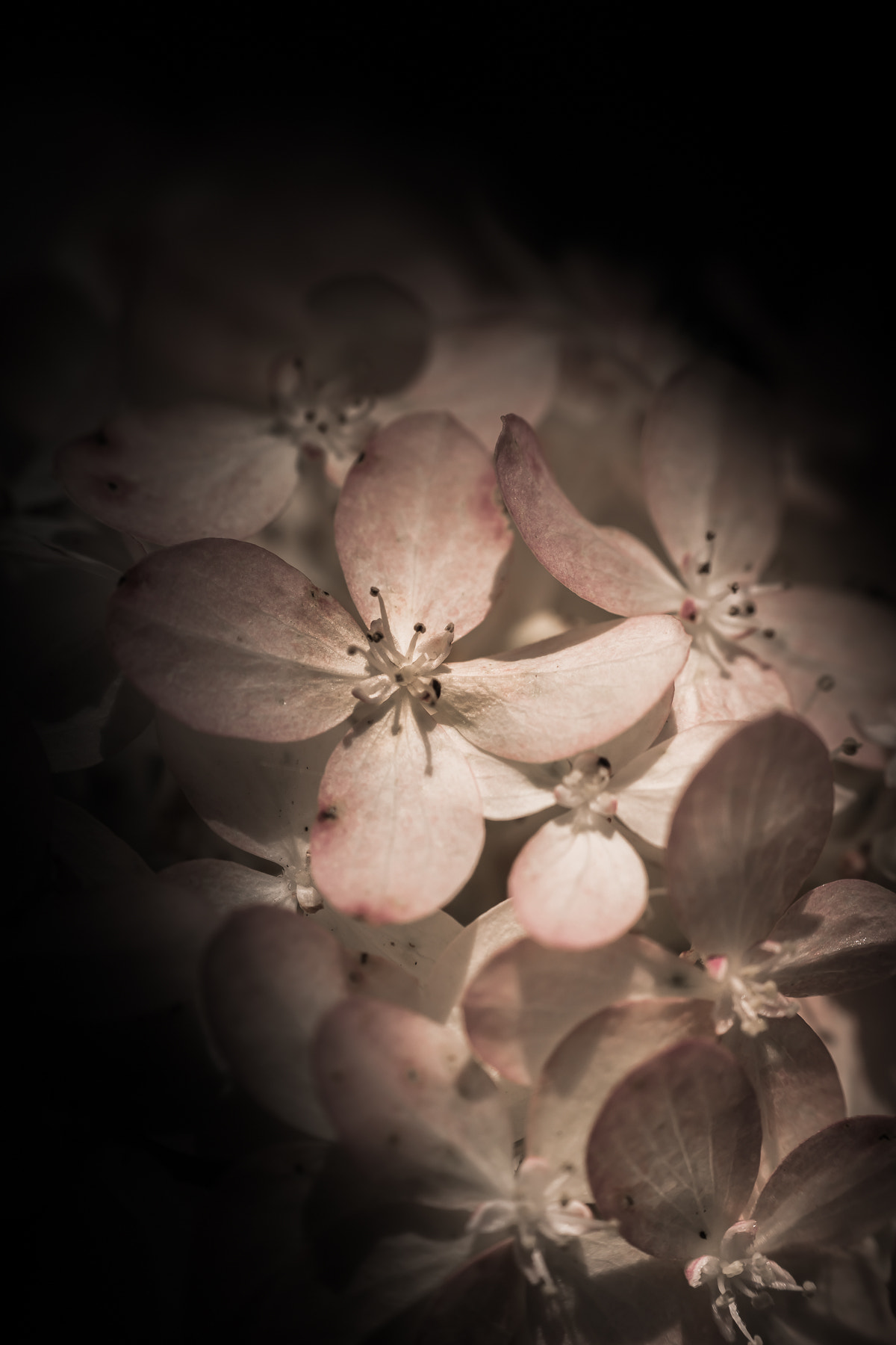 Sony SLT-A77 + Tamron AF 55-200mm F4-5.6 Di II LD Macro sample photo. Hortensia photography