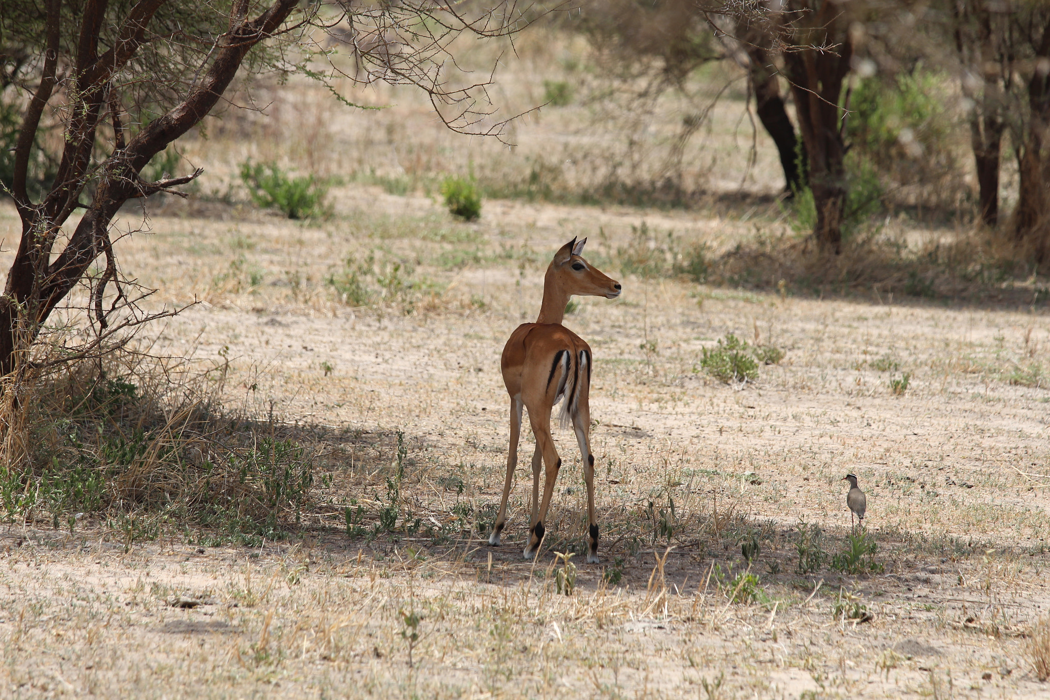 Canon EOS 650D (EOS Rebel T4i / EOS Kiss X6i) + Canon EF 70-200mm F4L IS USM sample photo. Safari animals in tanzania photography