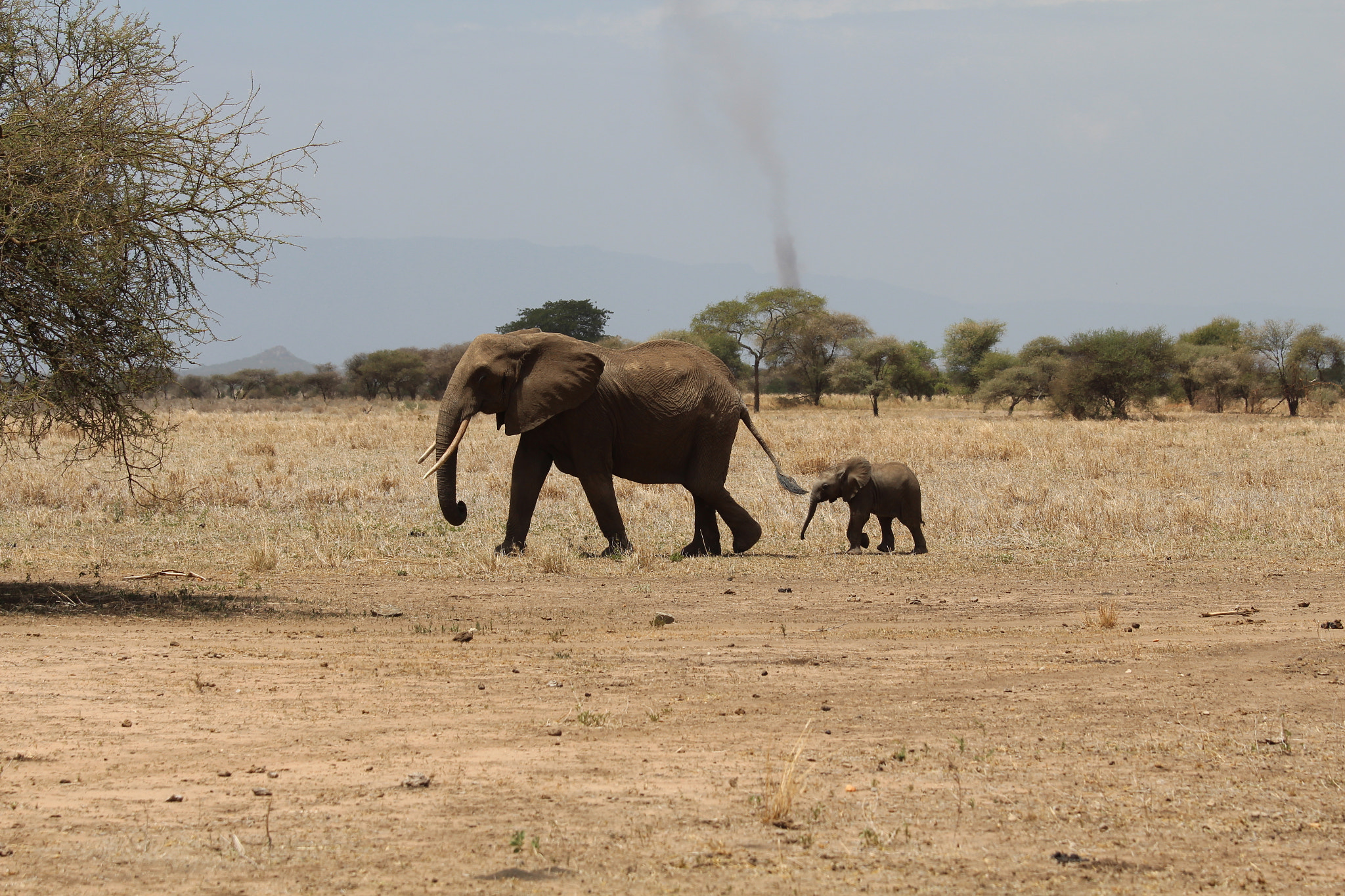 Canon EOS 650D (EOS Rebel T4i / EOS Kiss X6i) sample photo. Safari animals in tanzania photography