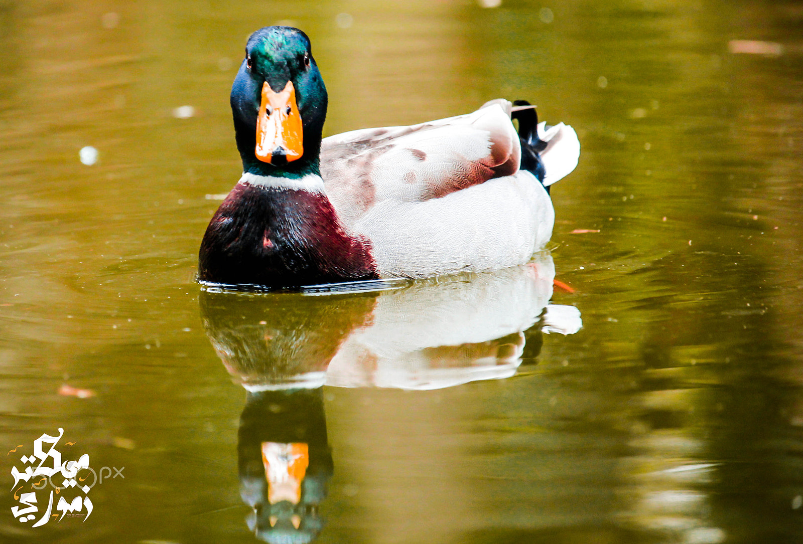 Canon EF-S 55-250mm F4-5.6 IS STM sample photo. The duck photography