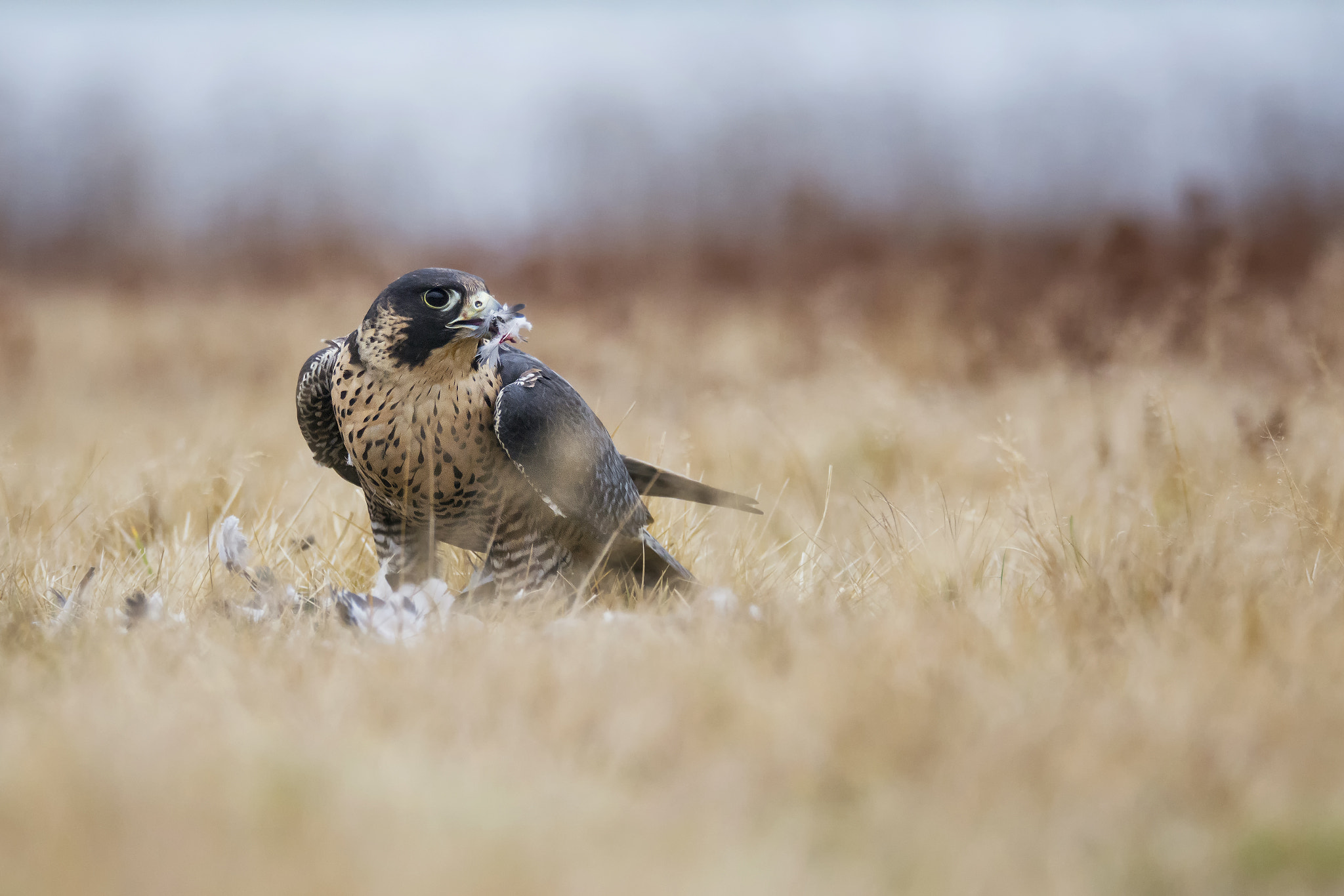 Sigma 150-600mm F5-6.3 DG OS HSM | S sample photo. Goshawk photography