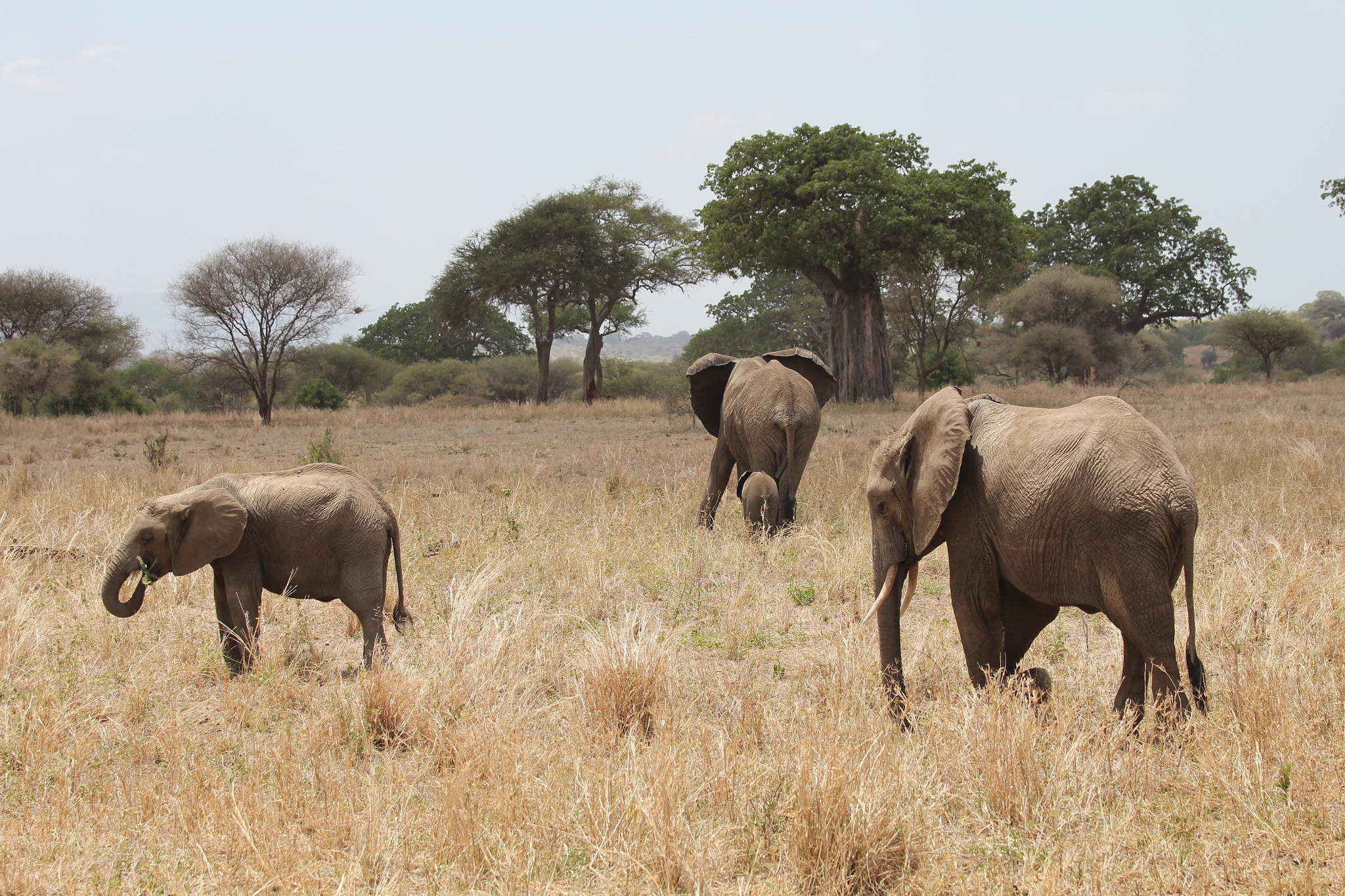 Canon EOS 650D (EOS Rebel T4i / EOS Kiss X6i) sample photo. Safari animals in tanzania photography