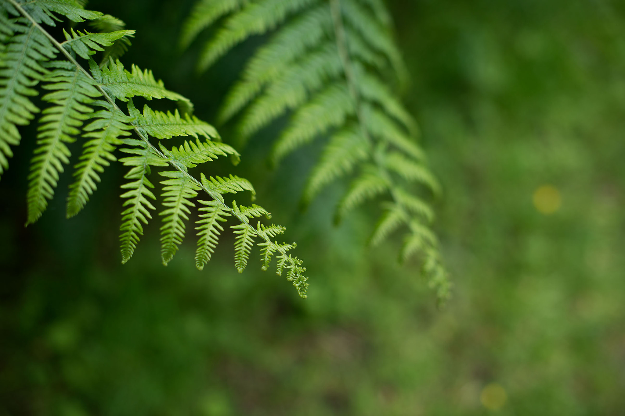 Nikon D800E + Nikon AF-S Nikkor 50mm F1.4G sample photo. Fern photography