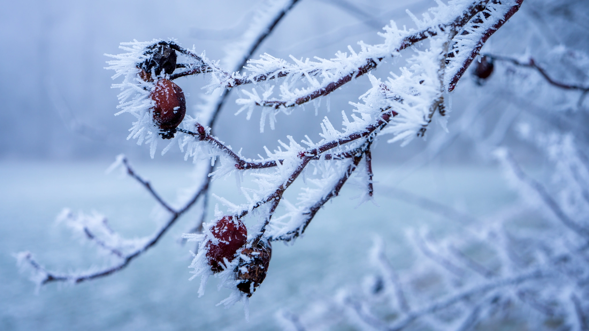 Sony Alpha NEX-7 + Sony E 18-55mm F3.5-5.6 OSS sample photo. Winter sceneries photography