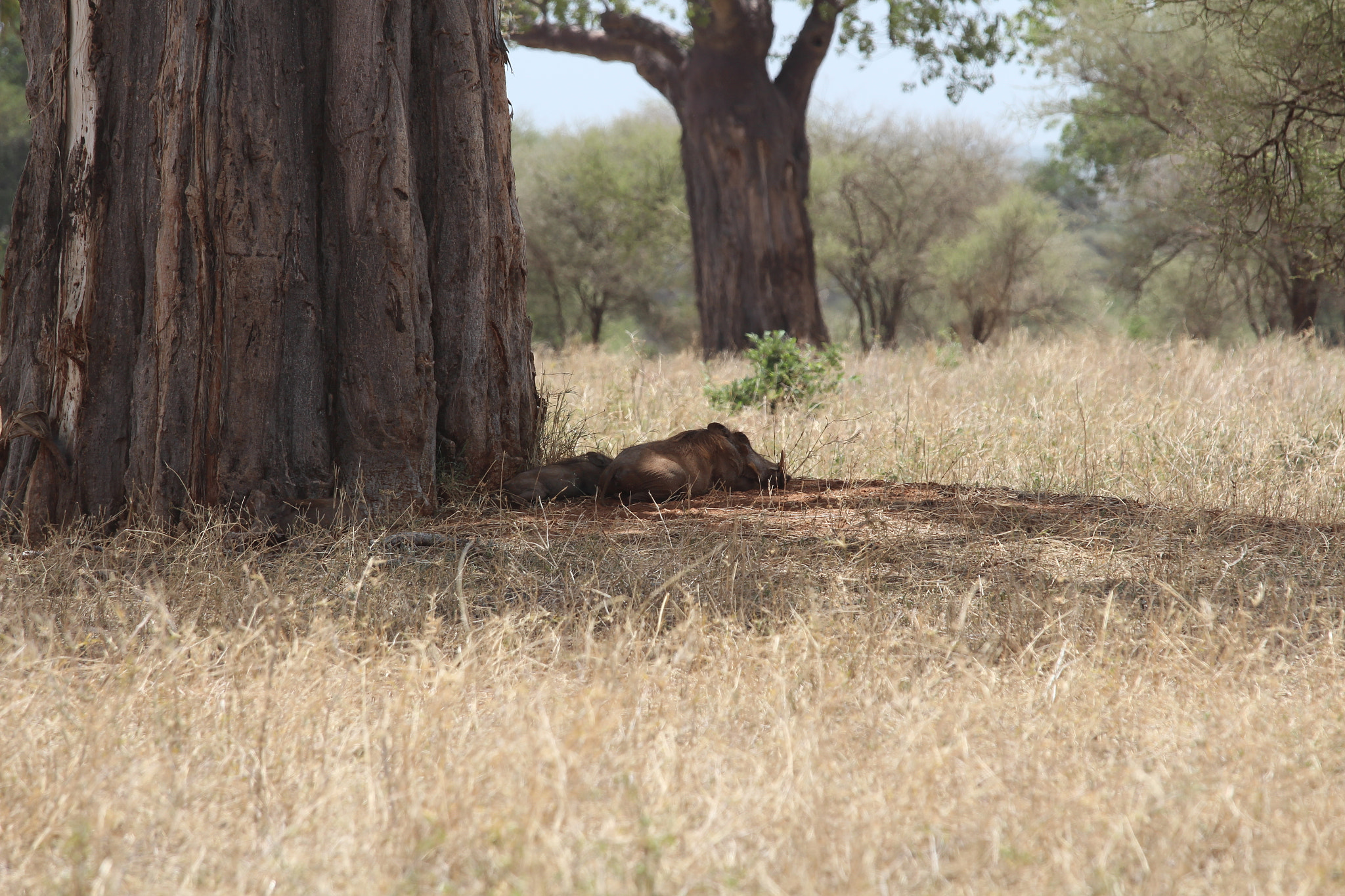 Canon EOS 650D (EOS Rebel T4i / EOS Kiss X6i) + Canon EF 70-200mm F4L IS USM sample photo. Safari animals in tanzania photography