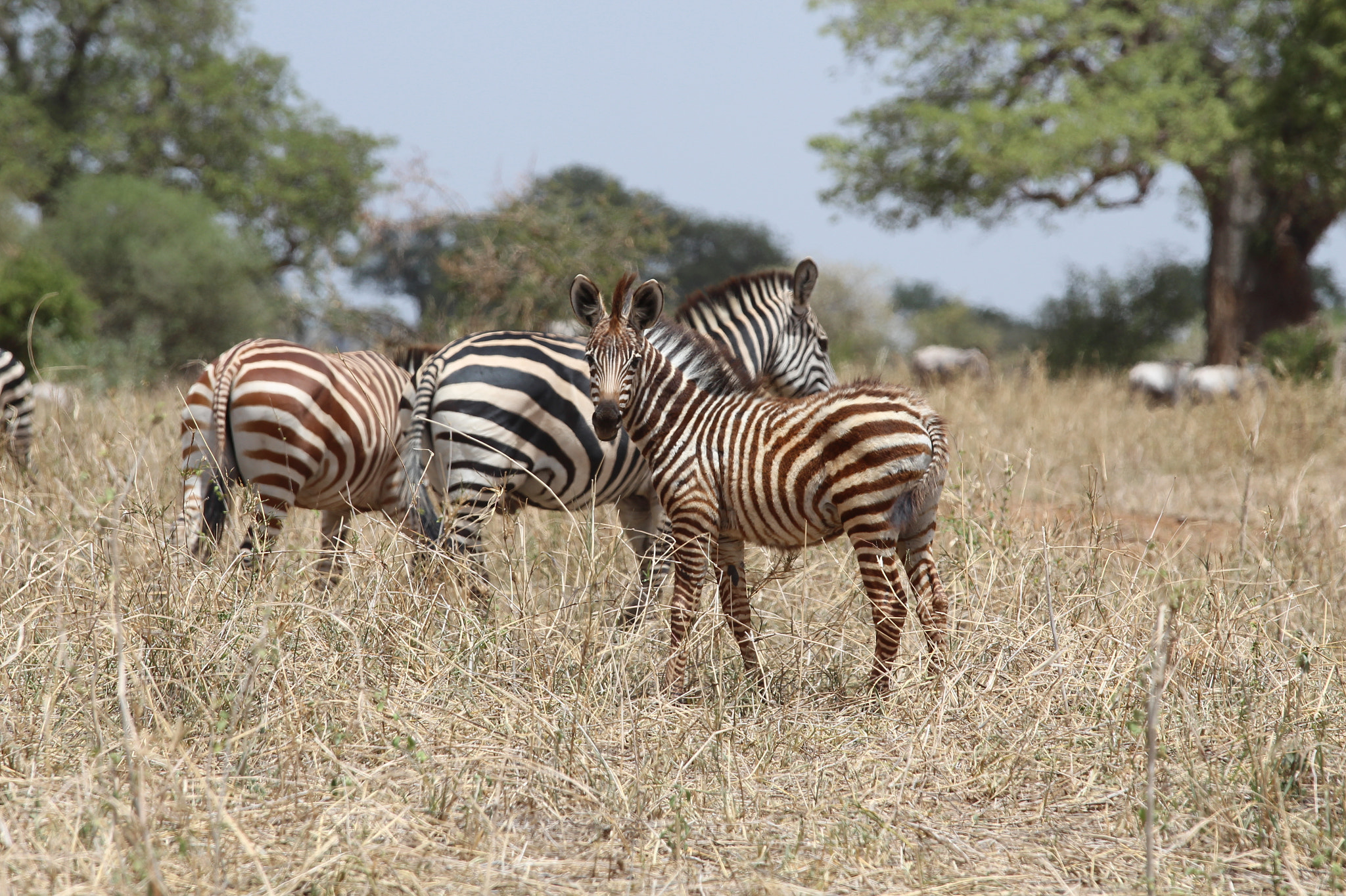 Canon EOS 650D (EOS Rebel T4i / EOS Kiss X6i) + Canon EF 70-200mm F4L IS USM sample photo. Safari animals in tanzania photography