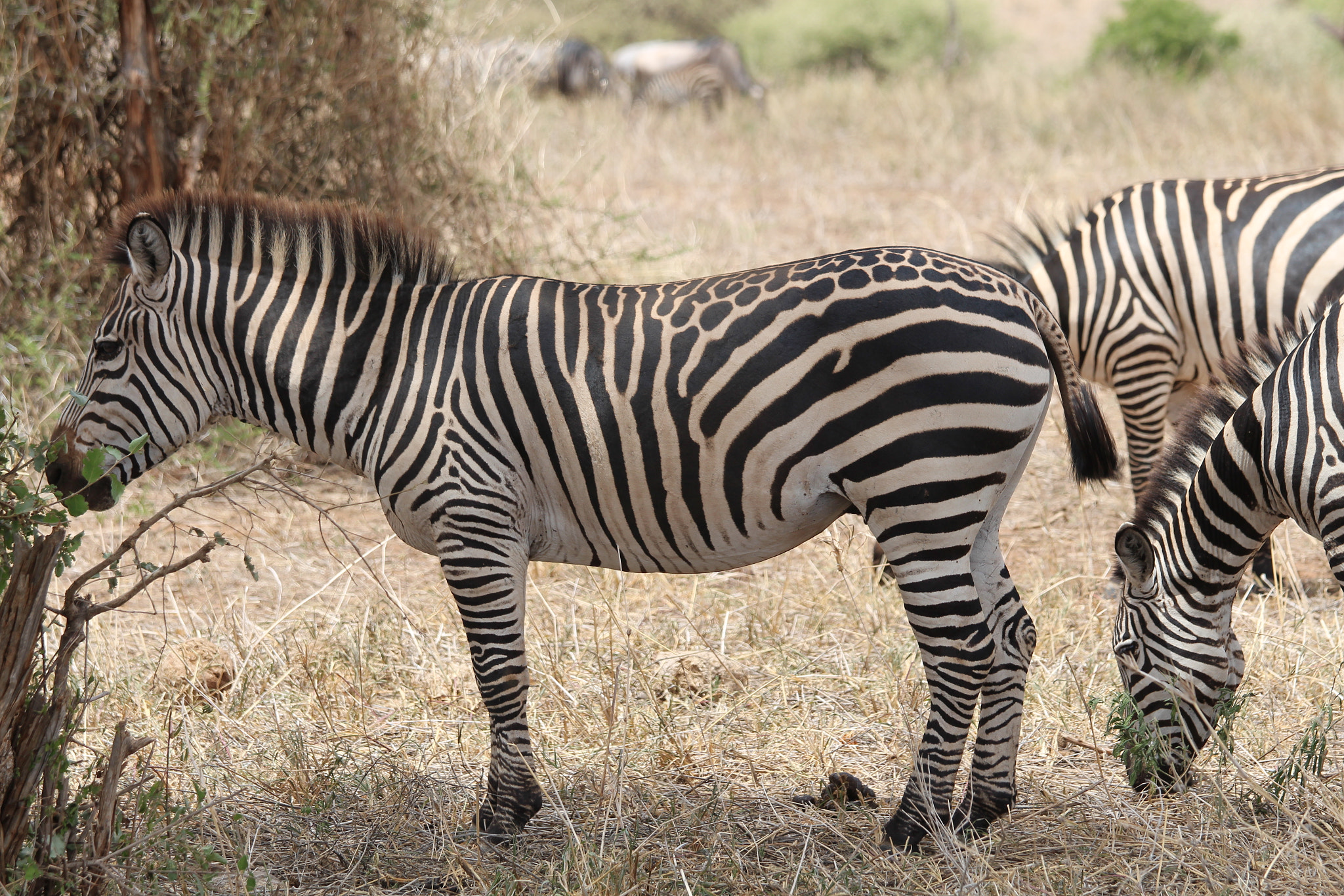 Canon EOS 650D (EOS Rebel T4i / EOS Kiss X6i) sample photo. Safari animals in tanzania photography