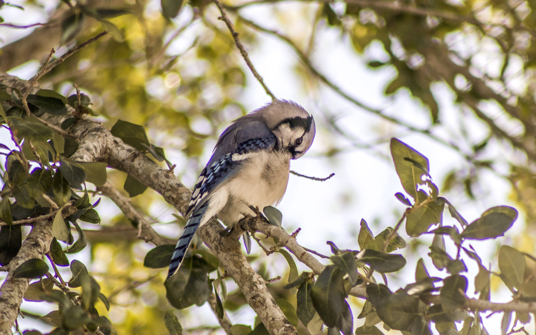 Canon EOS 80D + EF75-300mm f/4-5.6 sample photo. Blue jay photography