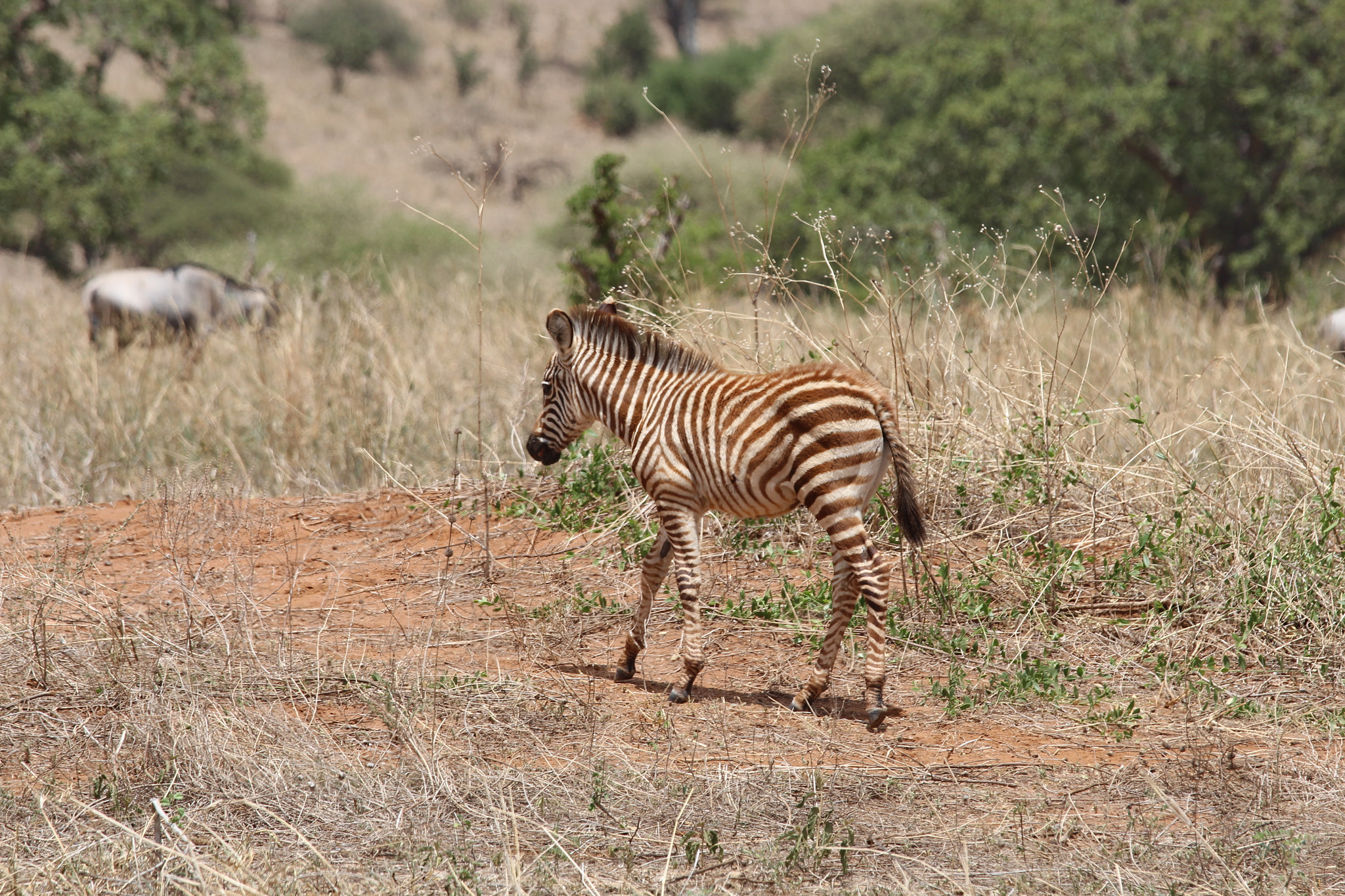 Canon EOS 650D (EOS Rebel T4i / EOS Kiss X6i) + Canon EF 70-200mm F4L IS USM sample photo. Safari animals in tanzania photography