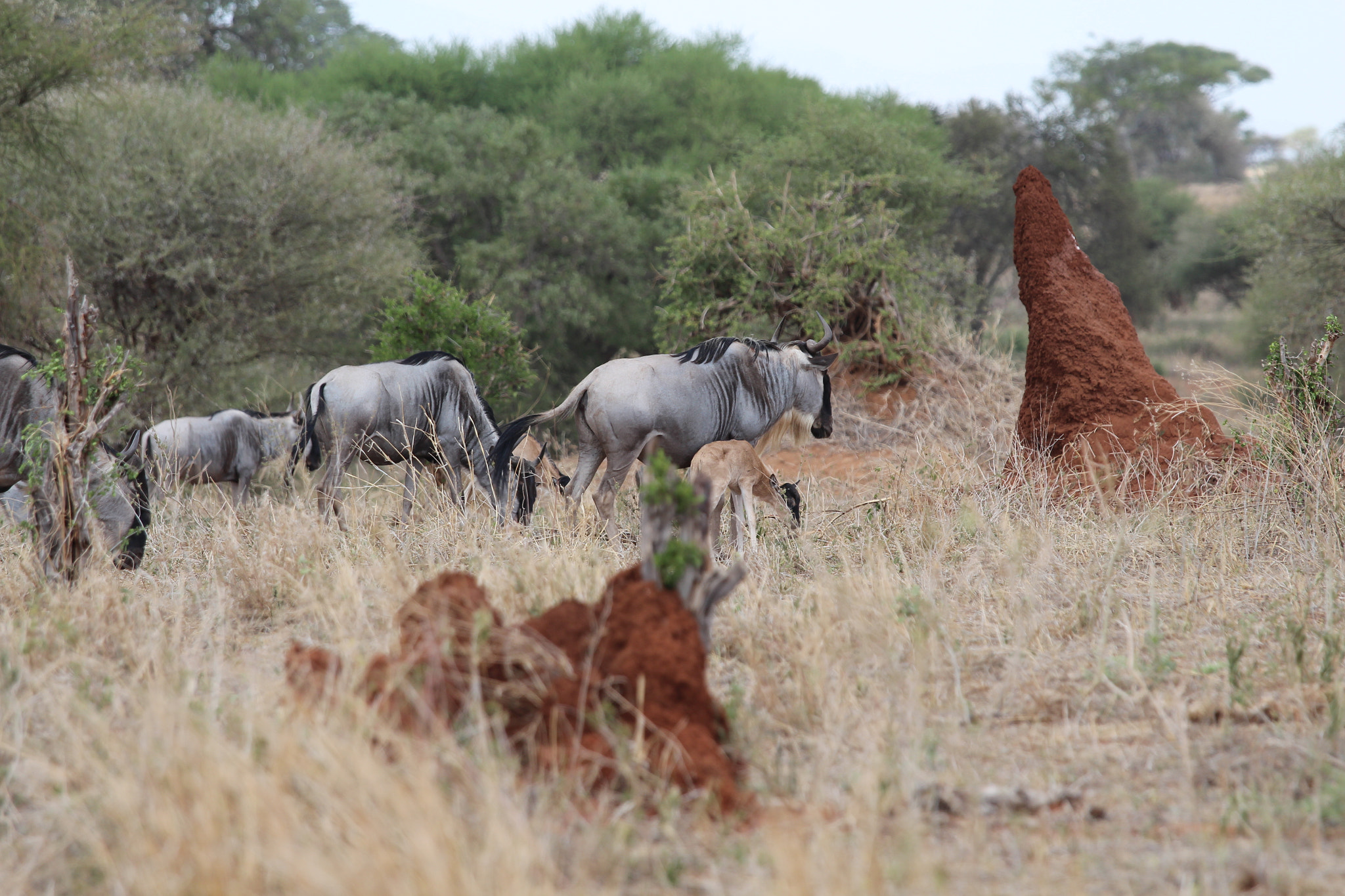 Canon EOS 650D (EOS Rebel T4i / EOS Kiss X6i) + Canon EF 70-200mm F4L IS USM sample photo. Safari animals in tanzania photography