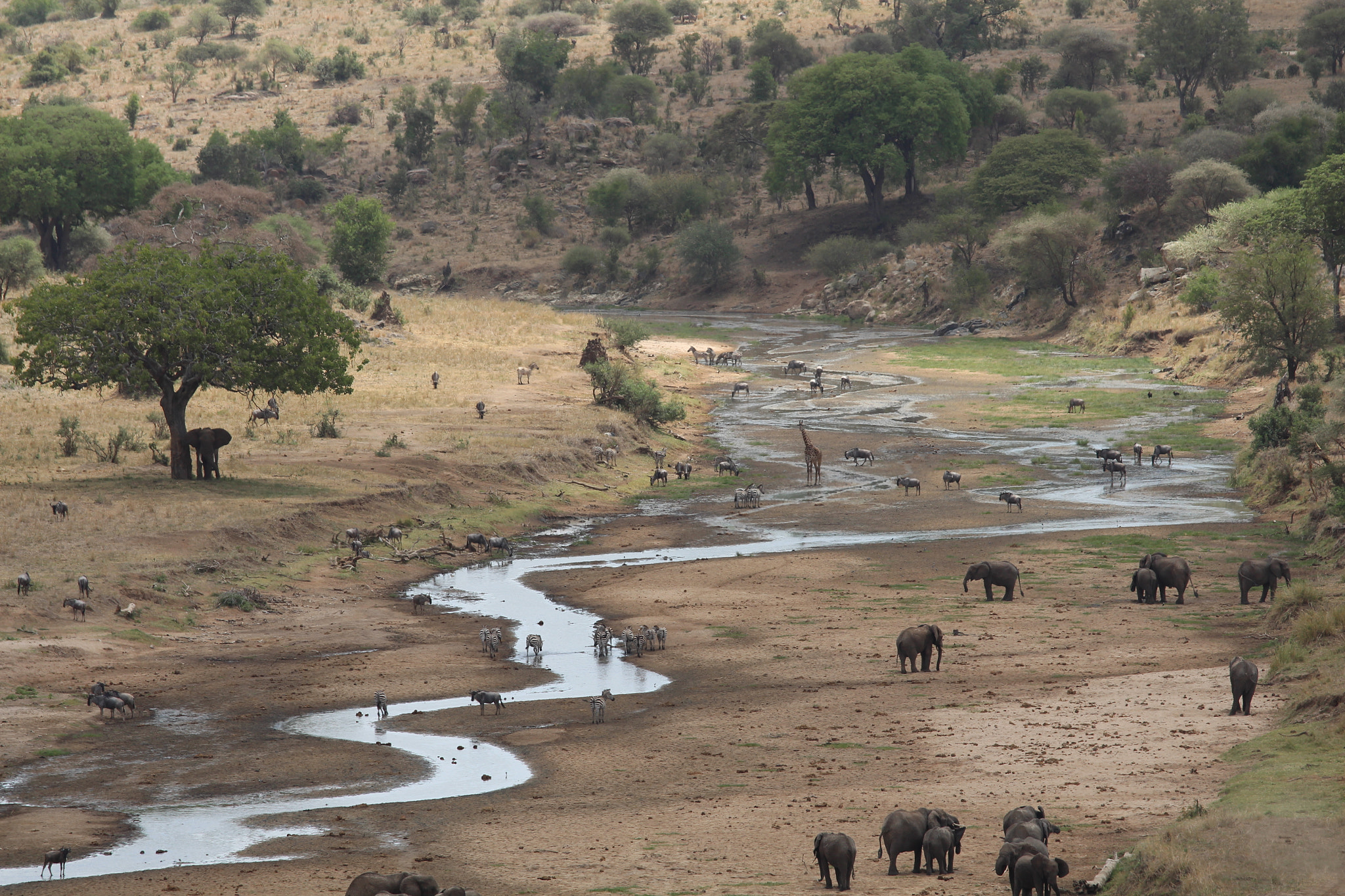 Canon EOS 650D (EOS Rebel T4i / EOS Kiss X6i) sample photo. Safari animals in tanzania photography