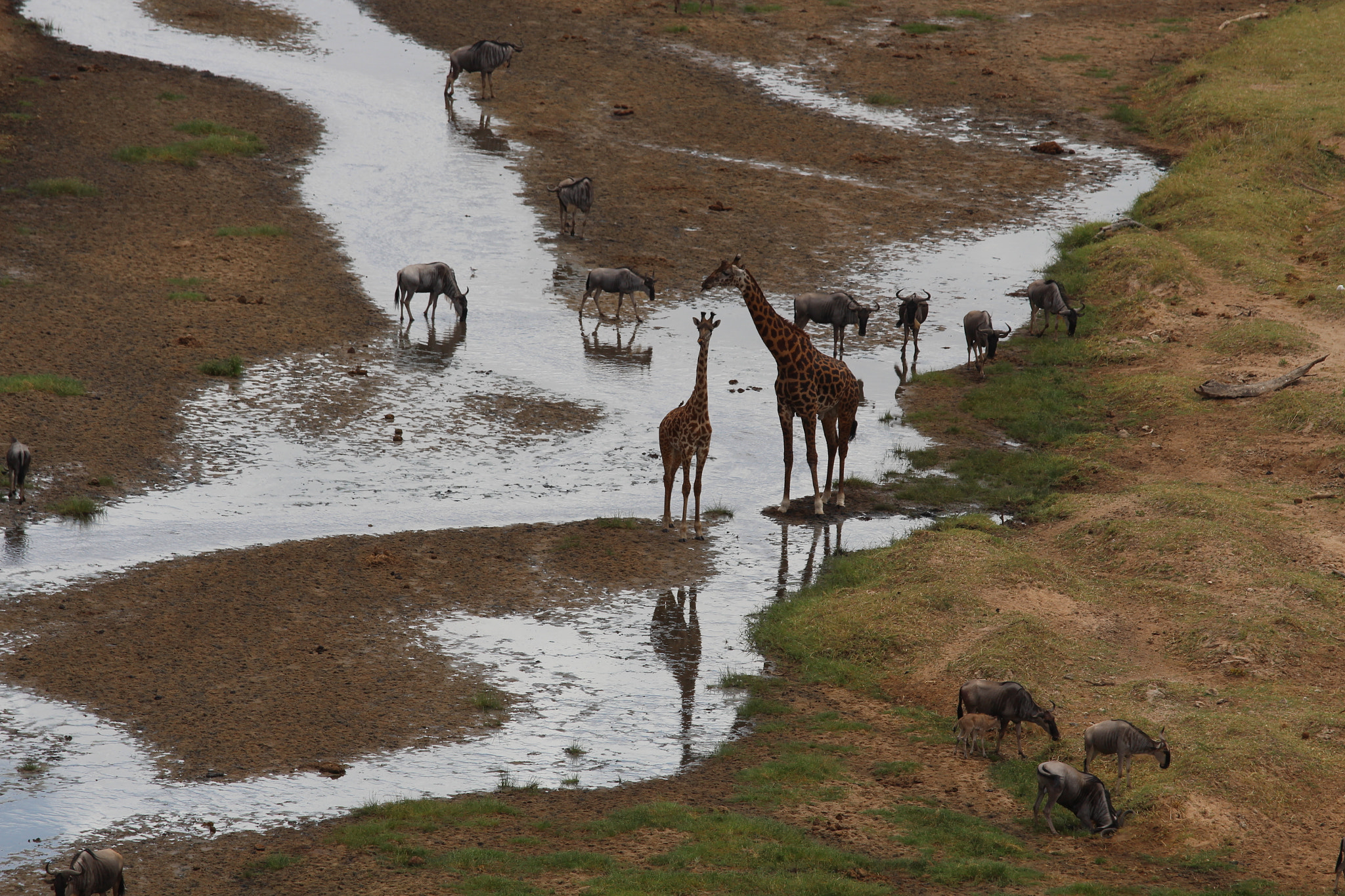 Canon EOS 650D (EOS Rebel T4i / EOS Kiss X6i) + Canon EF 70-200mm F4L IS USM sample photo. Safari animals in tanzania photography