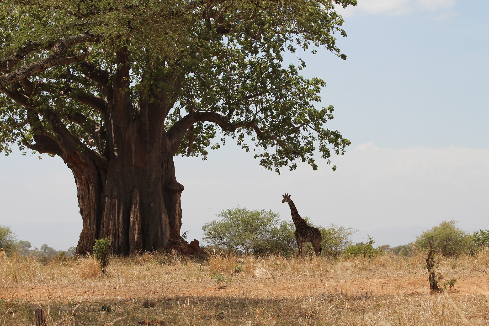 Canon EOS 650D (EOS Rebel T4i / EOS Kiss X6i) + Canon EF 70-200mm F4L IS USM sample photo. Safari animals in tanzania photography