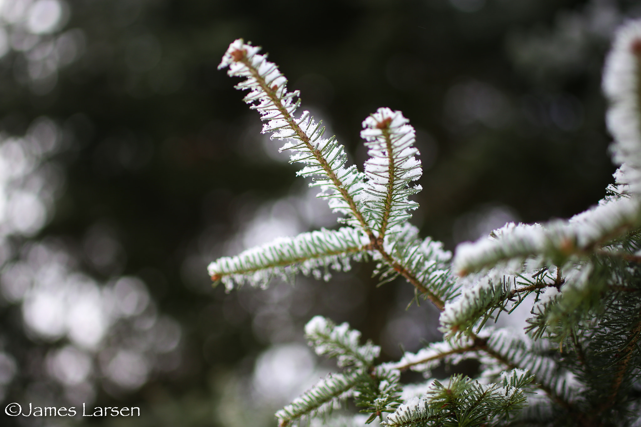 Canon EOS 6D + Tamron SP 45mm F1.8 Di VC USD sample photo. Snow on pine tree photography