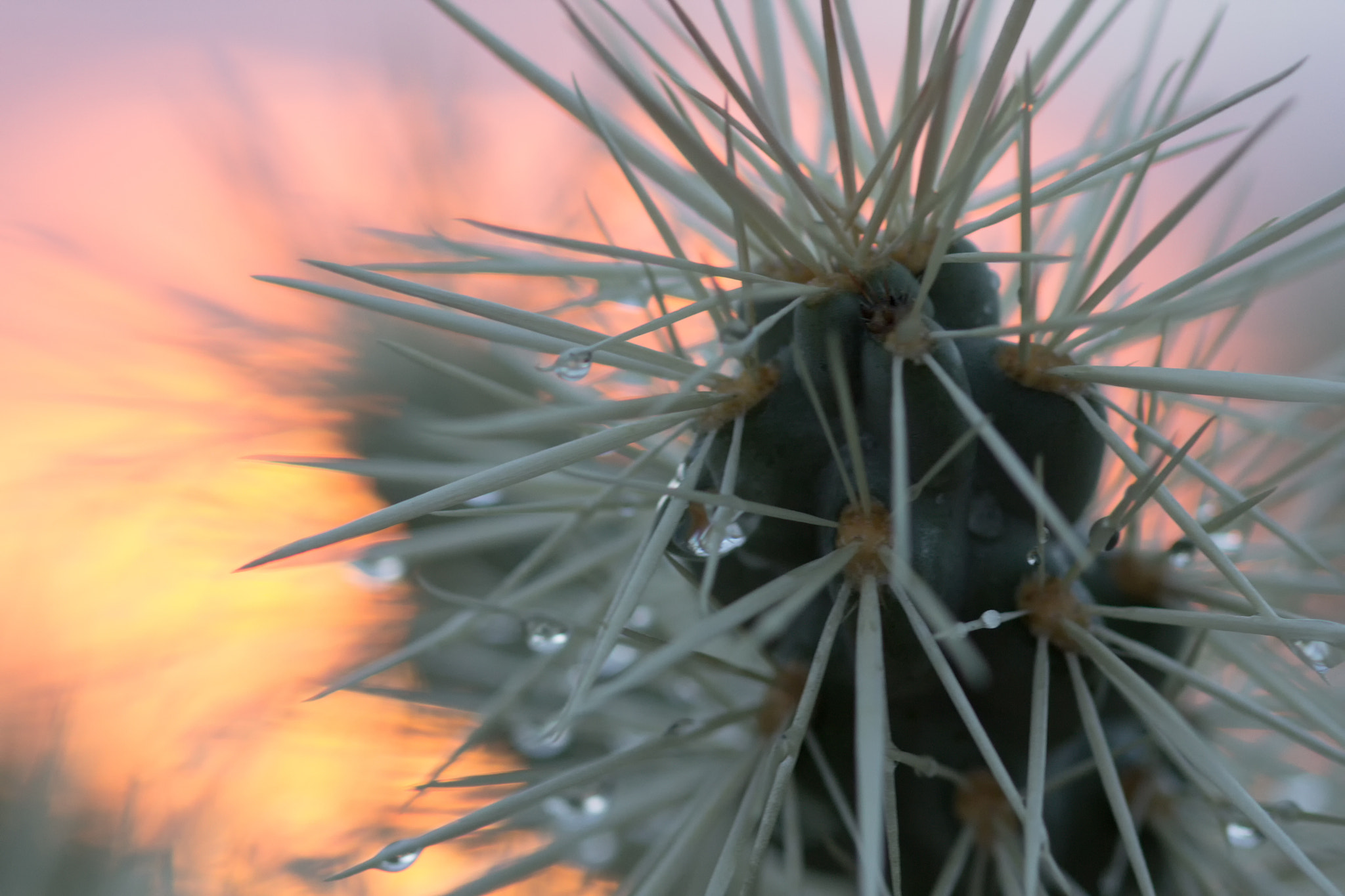 Canon EF 100mm F2.8 Macro USM sample photo. Choya cactus photography