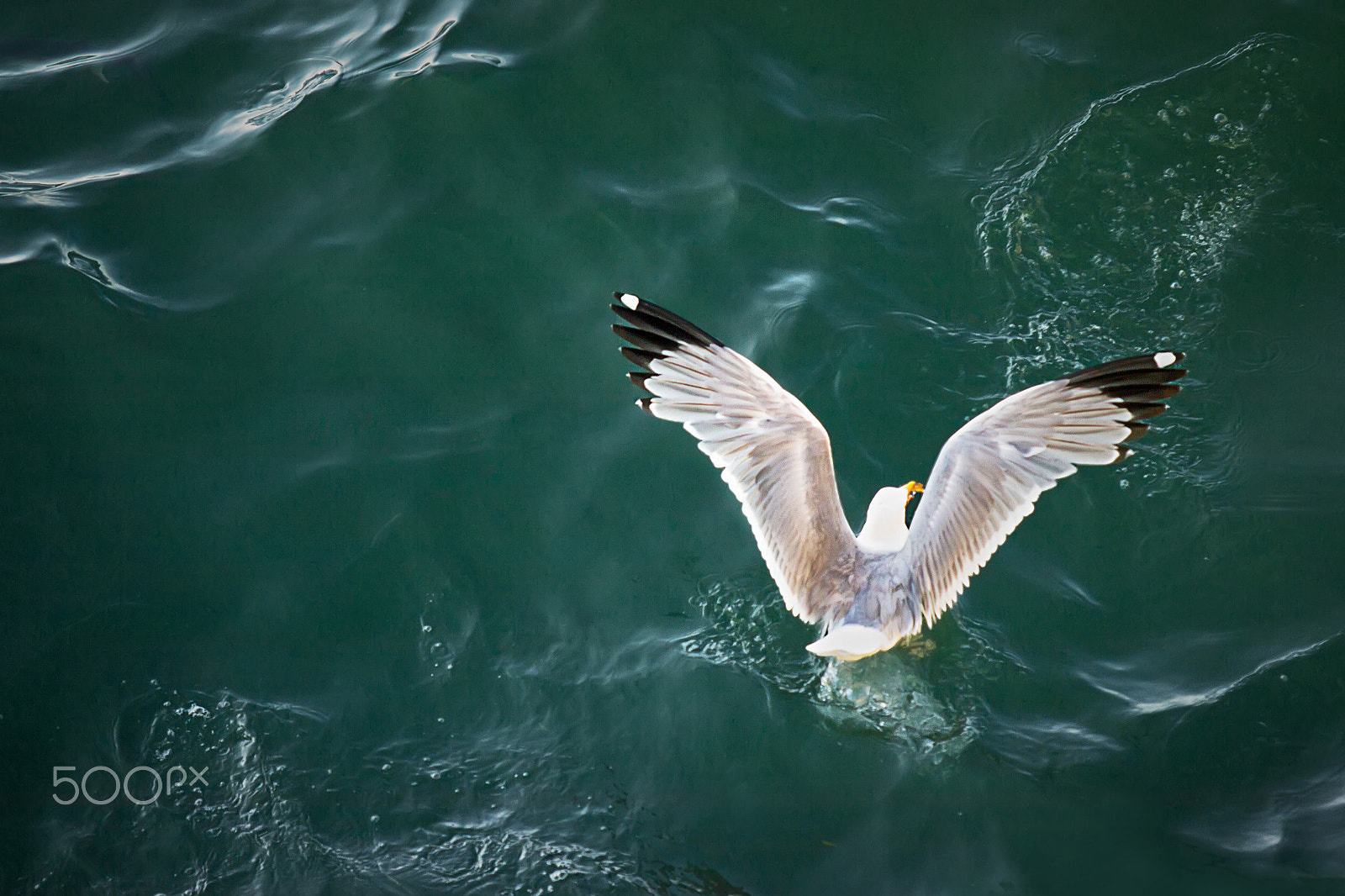Canon EF 70-200mm F2.8L USM sample photo. Amerizaje - splashdown photography