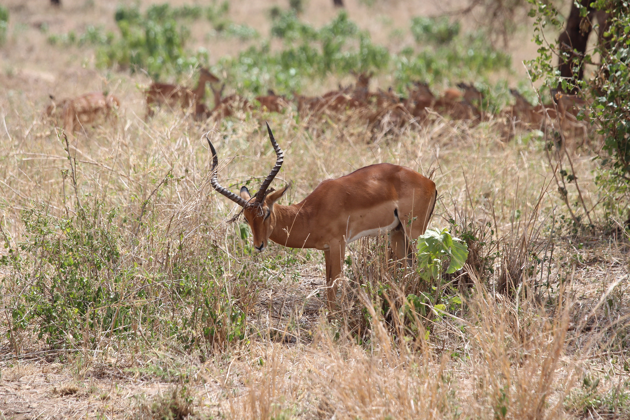 Canon EOS 650D (EOS Rebel T4i / EOS Kiss X6i) + Canon EF 70-200mm F4L IS USM sample photo. Safari animals in tanzania photography