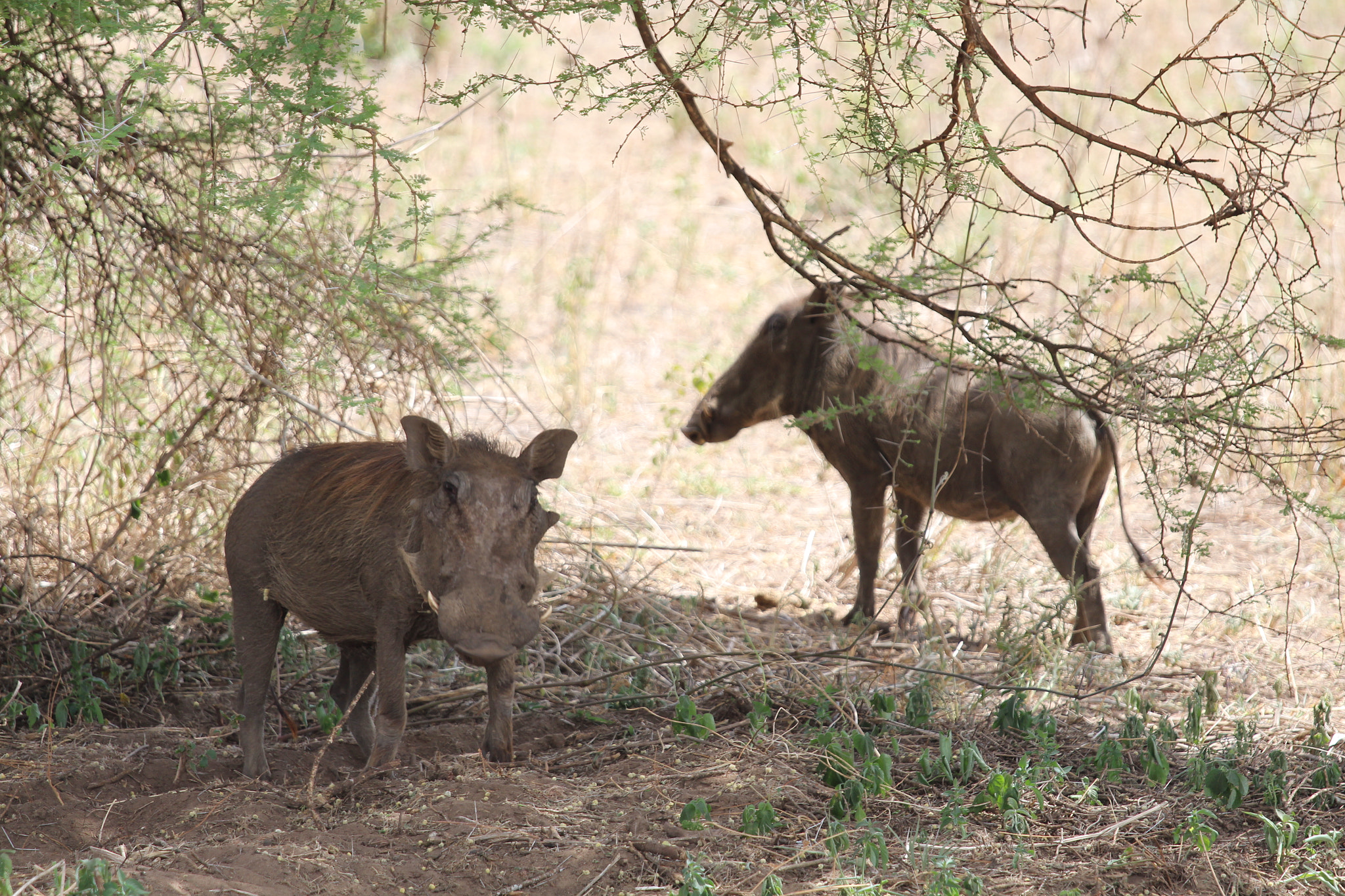 Canon EOS 650D (EOS Rebel T4i / EOS Kiss X6i) sample photo. Safari animals in tanzania photography