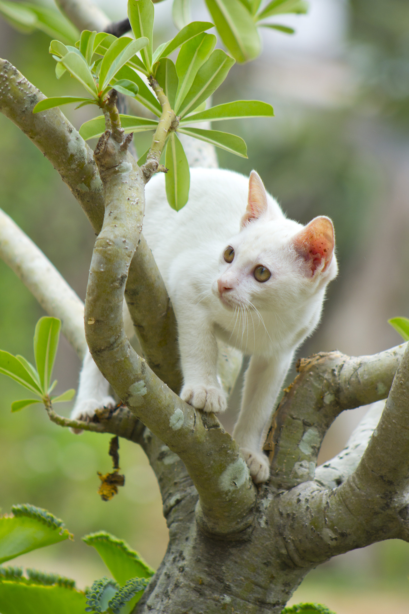 Canon EOS 60D + EF75-300mm f/4-5.6 sample photo. White cat photography