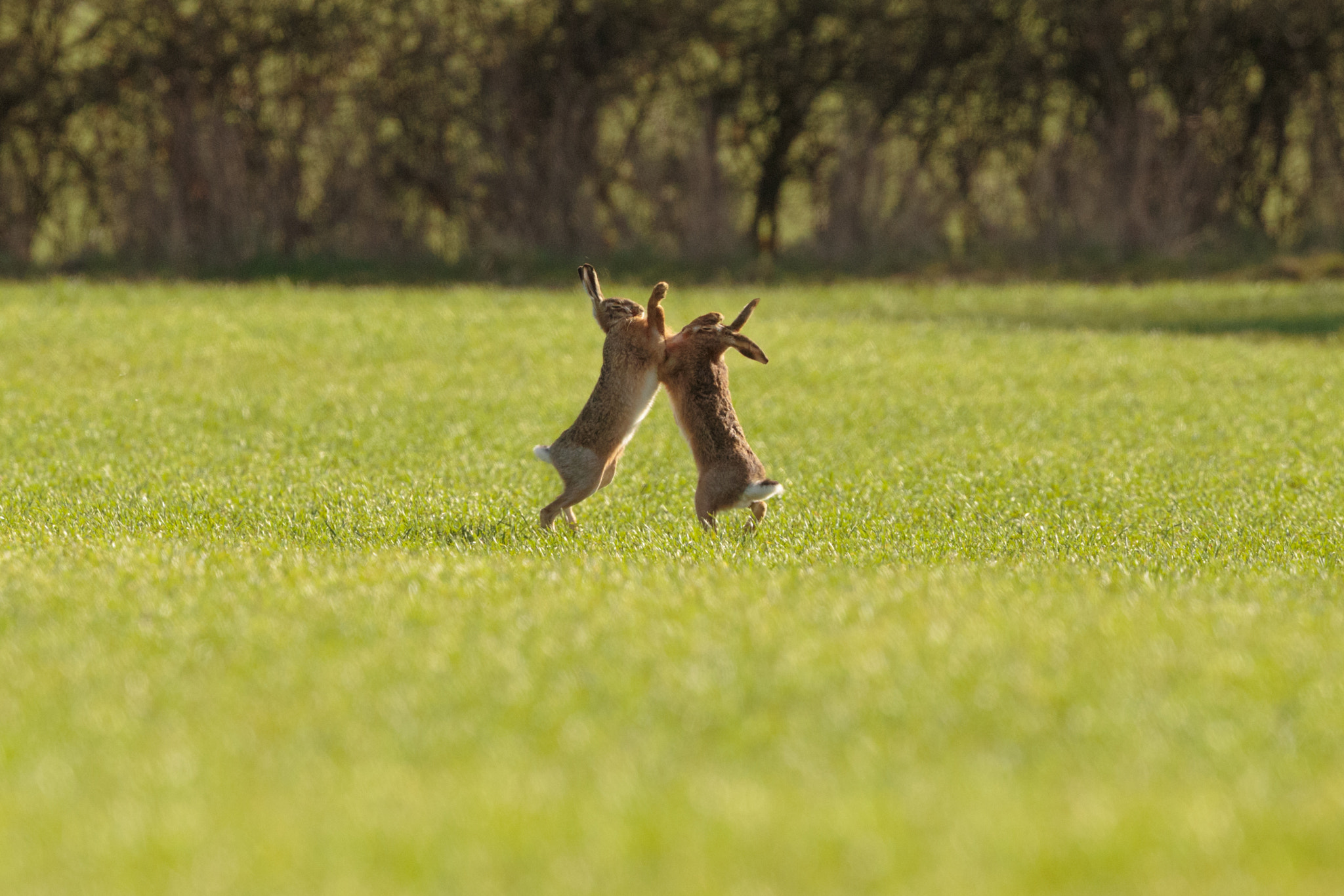 Canon EF 500mm F4L IS II USM sample photo. Boxing hares photography