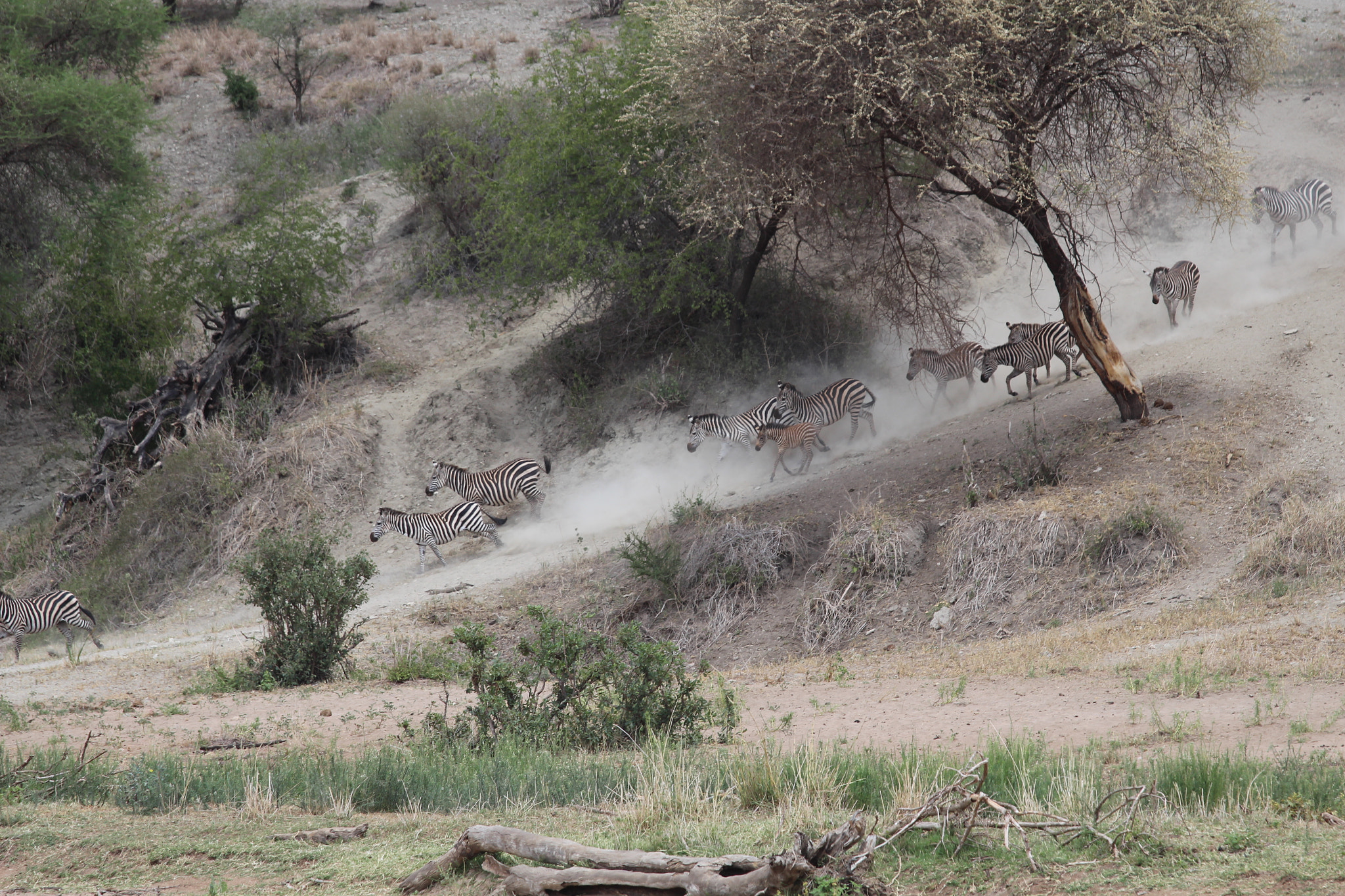 Canon EOS 650D (EOS Rebel T4i / EOS Kiss X6i) + Canon EF 70-200mm F4L IS USM sample photo. Safari animals in tanzania photography