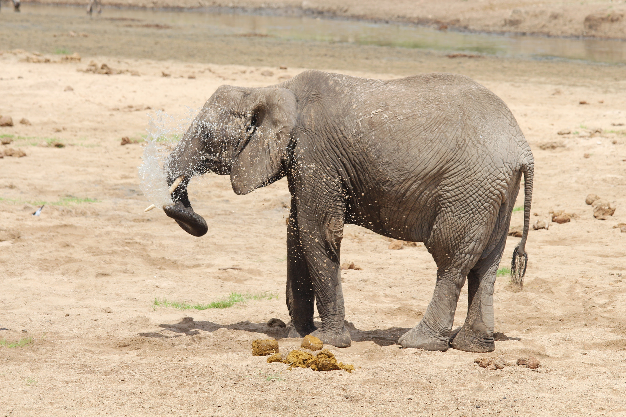 Canon EOS 650D (EOS Rebel T4i / EOS Kiss X6i) + Canon EF 70-200mm F4L IS USM sample photo. Safari animals in tanzania photography