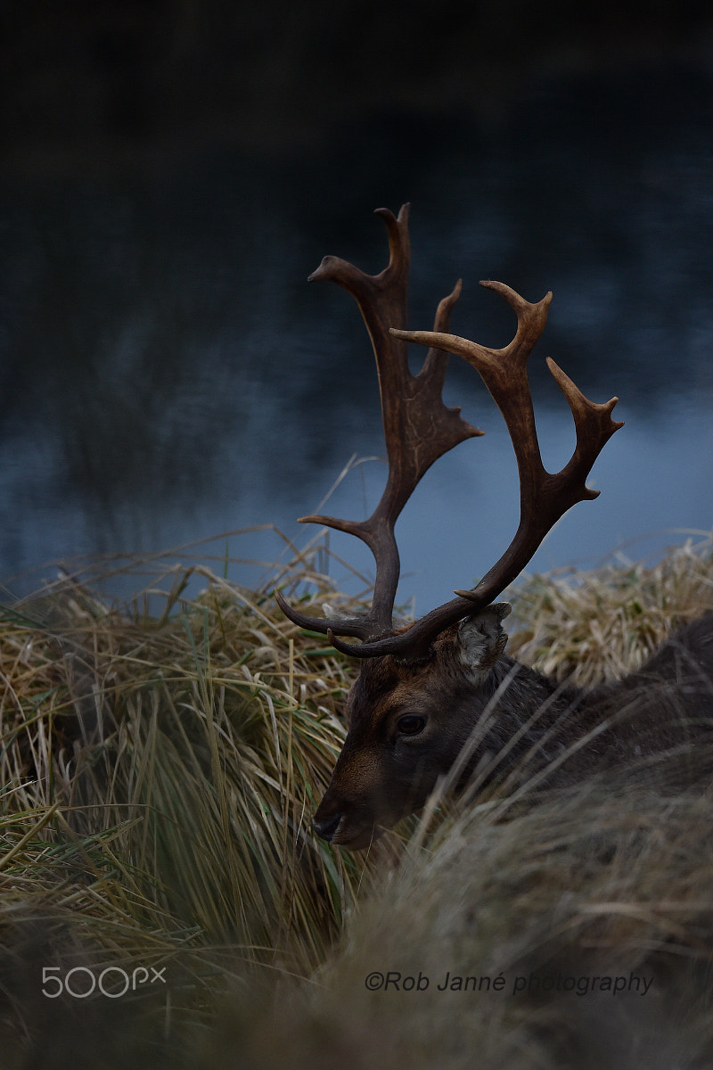 Nikon D4S sample photo. Dark deer photography