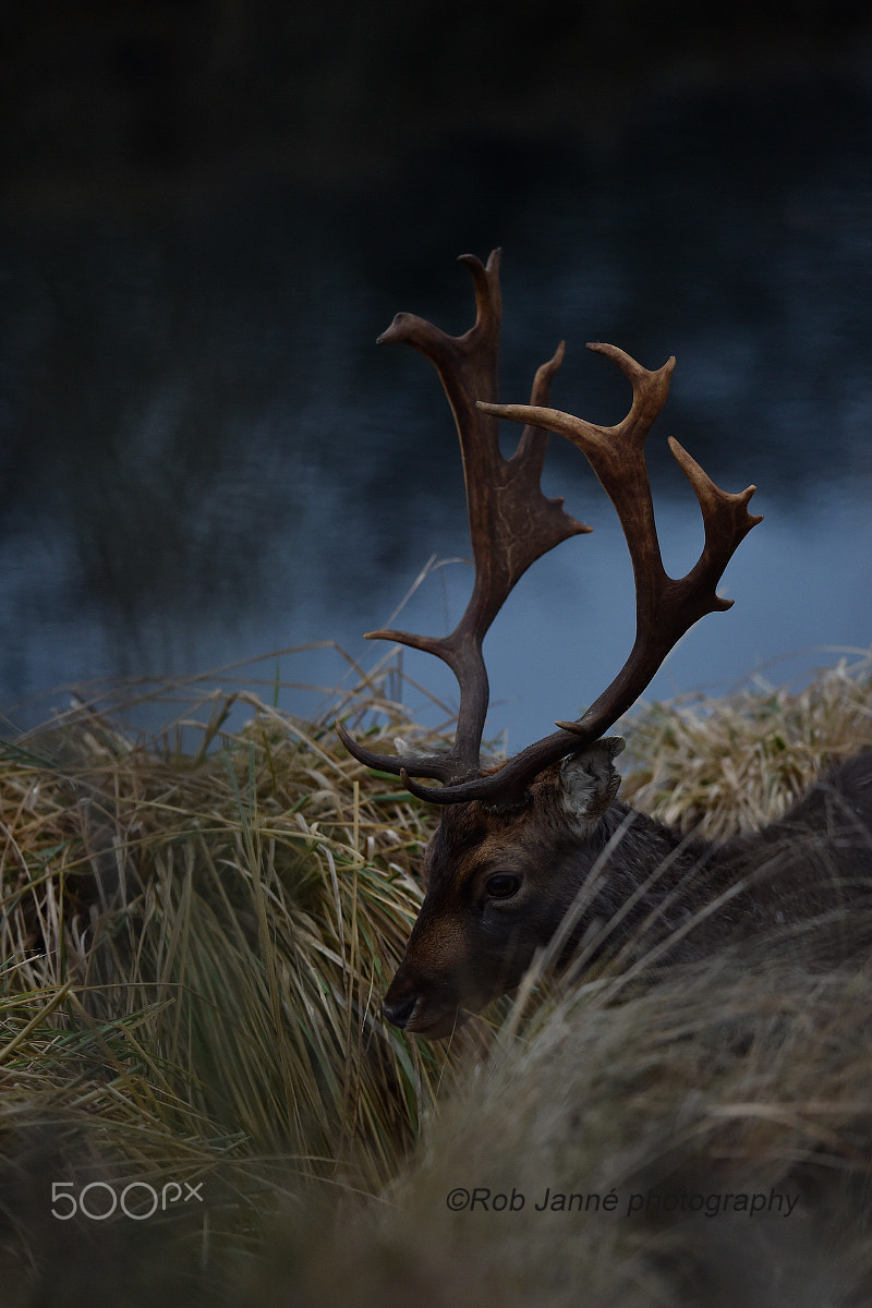 Nikon AF-S Nikkor 300mm F2.8G ED VR II sample photo. Dark deer photography