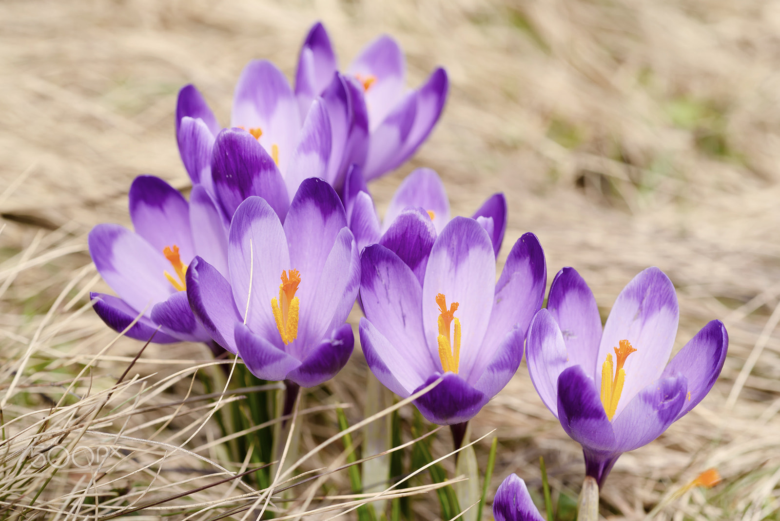 Nikon AF Micro-Nikkor 60mm F2.8D sample photo. Spring crocus flowers photography