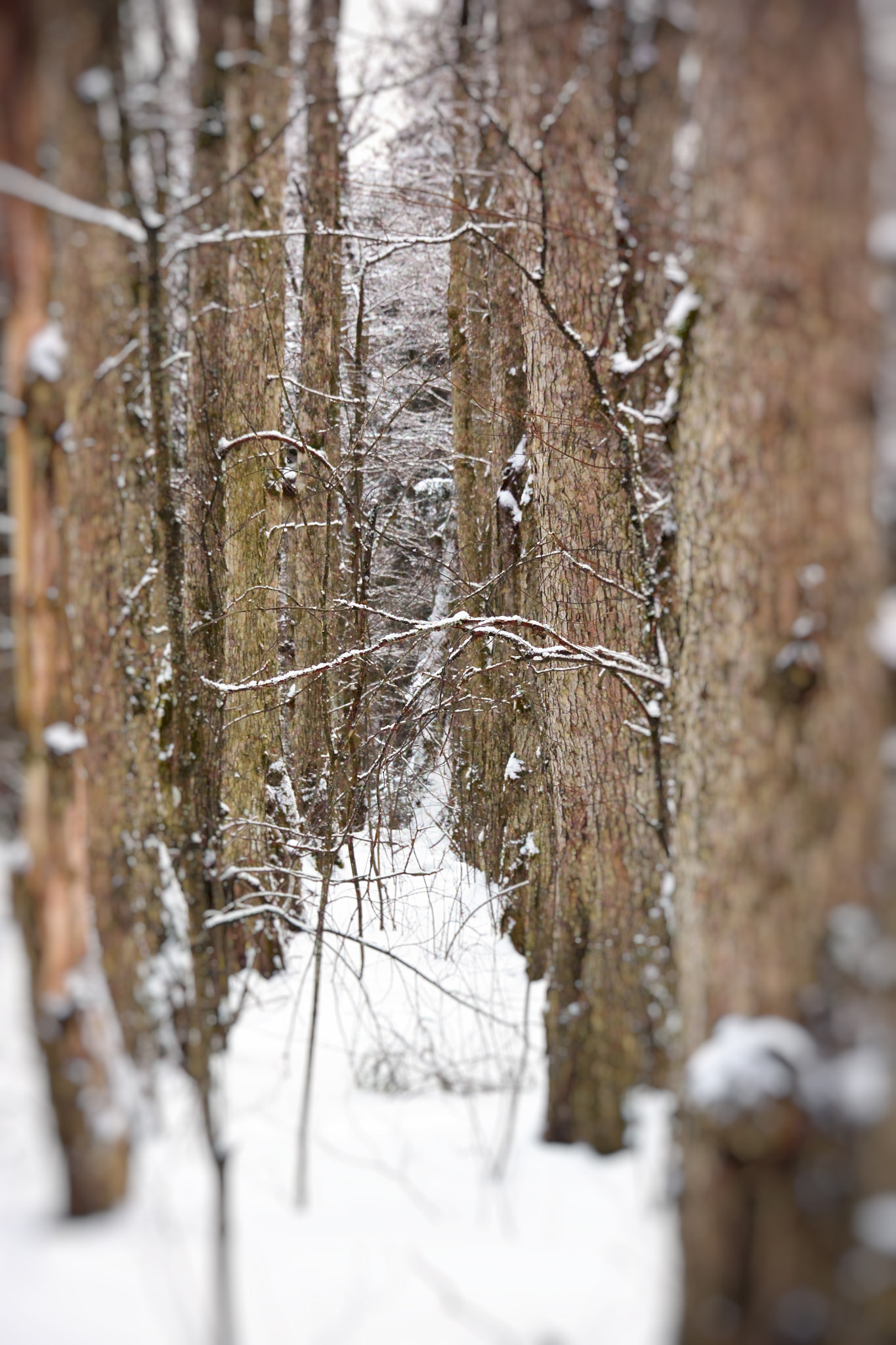 Nikon 1 V2 sample photo. роща photography