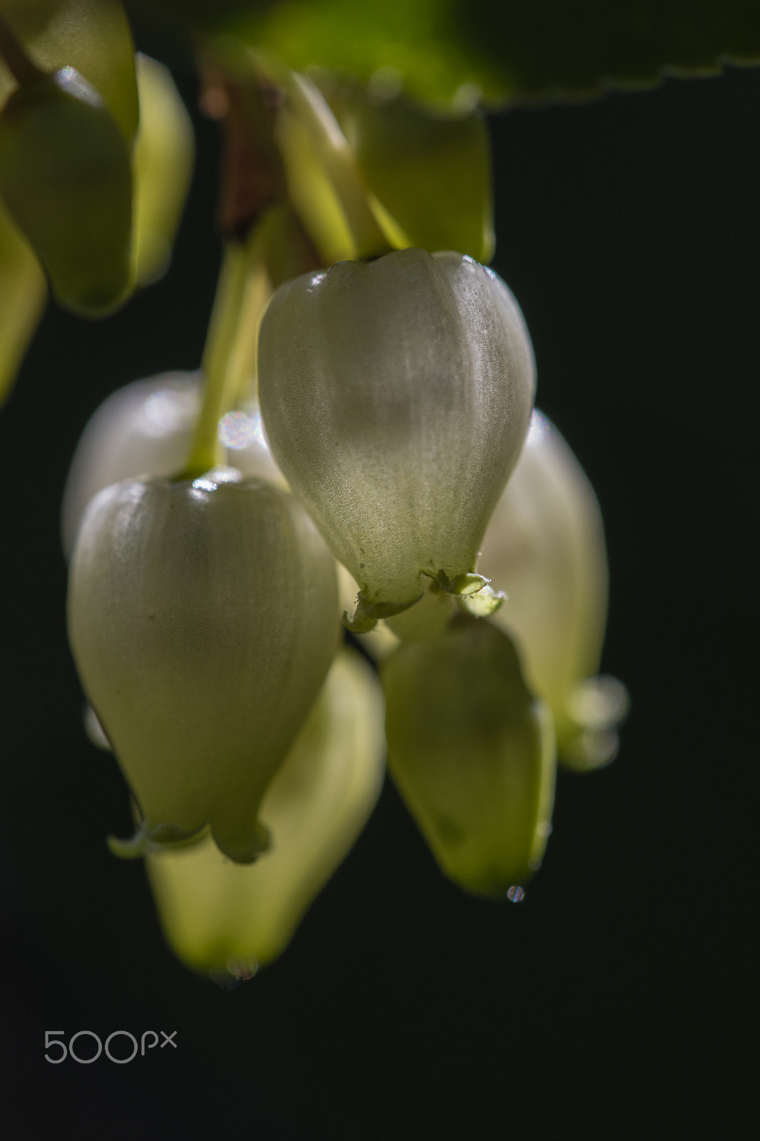 Nikon D3300 sample photo. Strawberry tree flowers photography