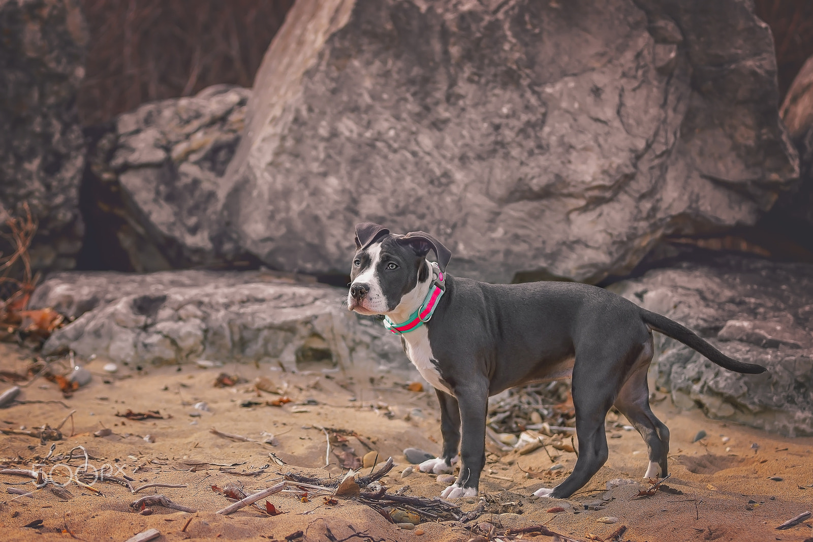 Canon EOS-1D X Mark II sample photo. American pitbull photography