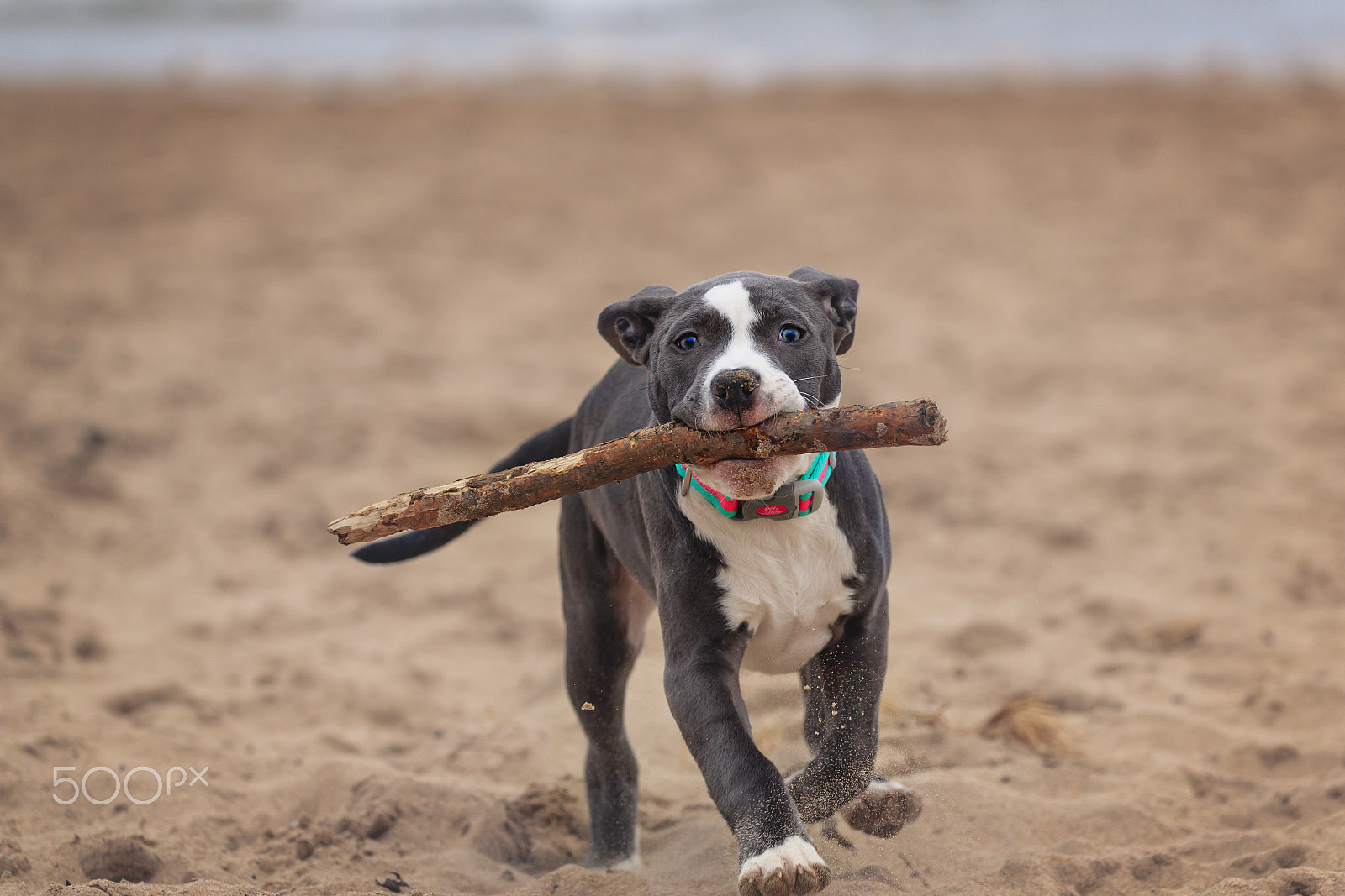 Canon EOS-1D X Mark II sample photo. American pitbull photography
