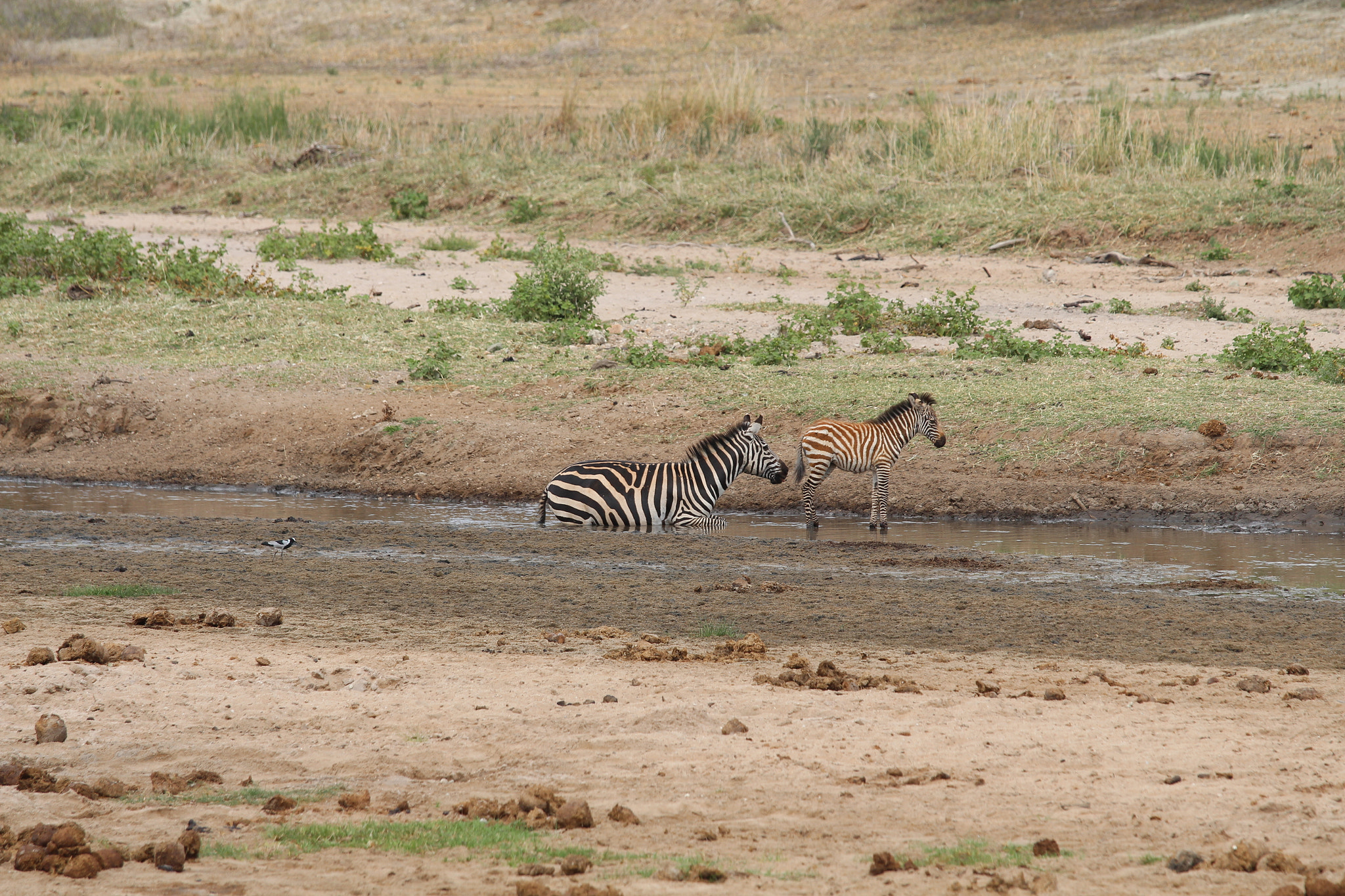 Canon EOS 650D (EOS Rebel T4i / EOS Kiss X6i) sample photo. Safari animals in tanzania photography