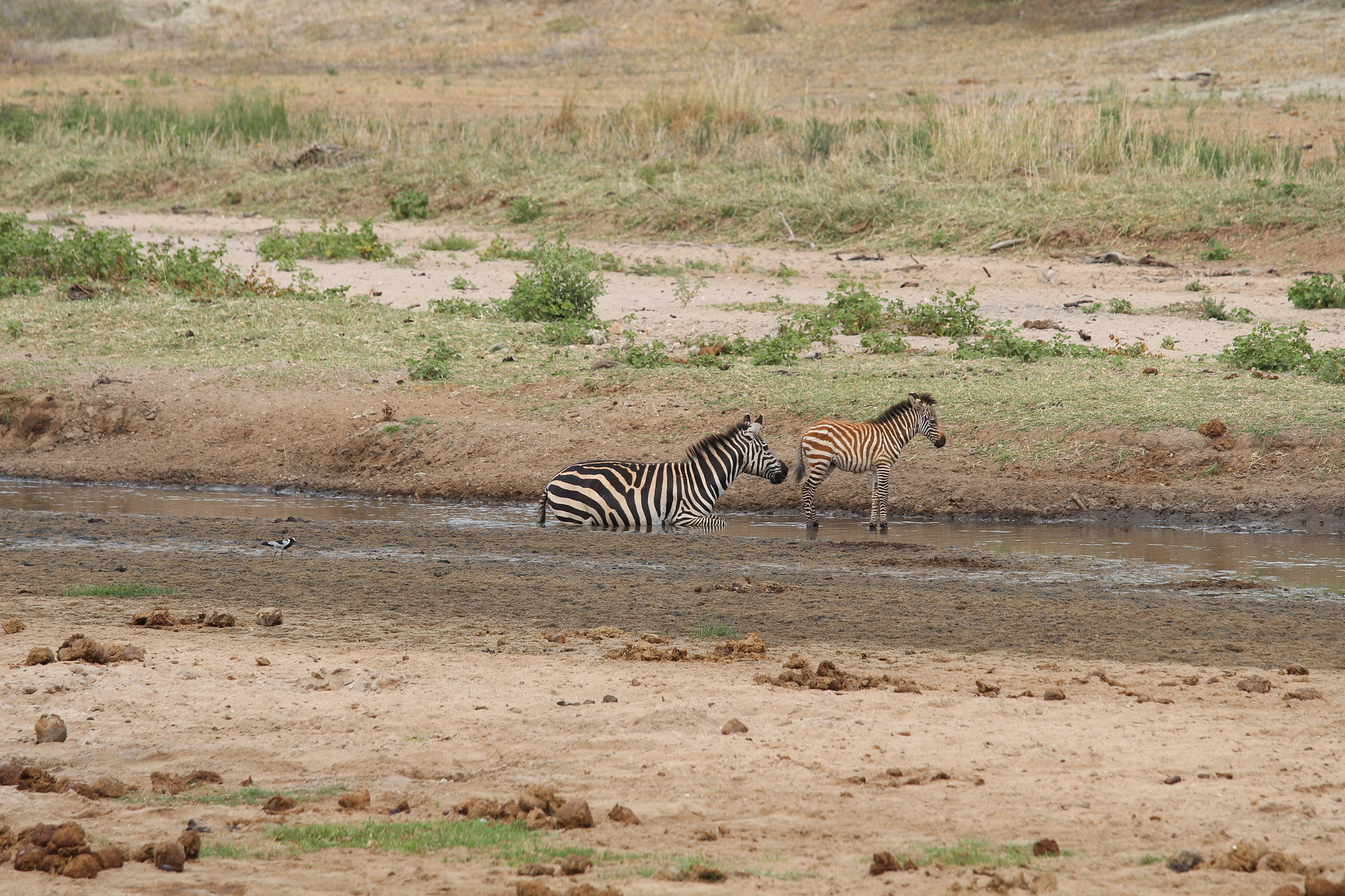 Canon EOS 650D (EOS Rebel T4i / EOS Kiss X6i) + Canon EF 70-200mm F4L IS USM sample photo. Safari animals in tanzania photography