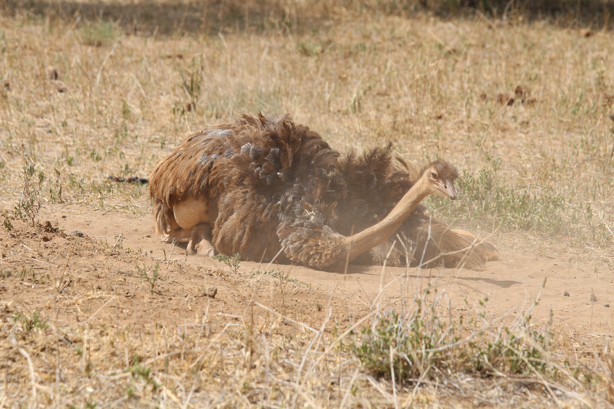 Canon EOS 650D (EOS Rebel T4i / EOS Kiss X6i) + Canon EF 70-200mm F4L IS USM sample photo. Safari animals in tanzania photography