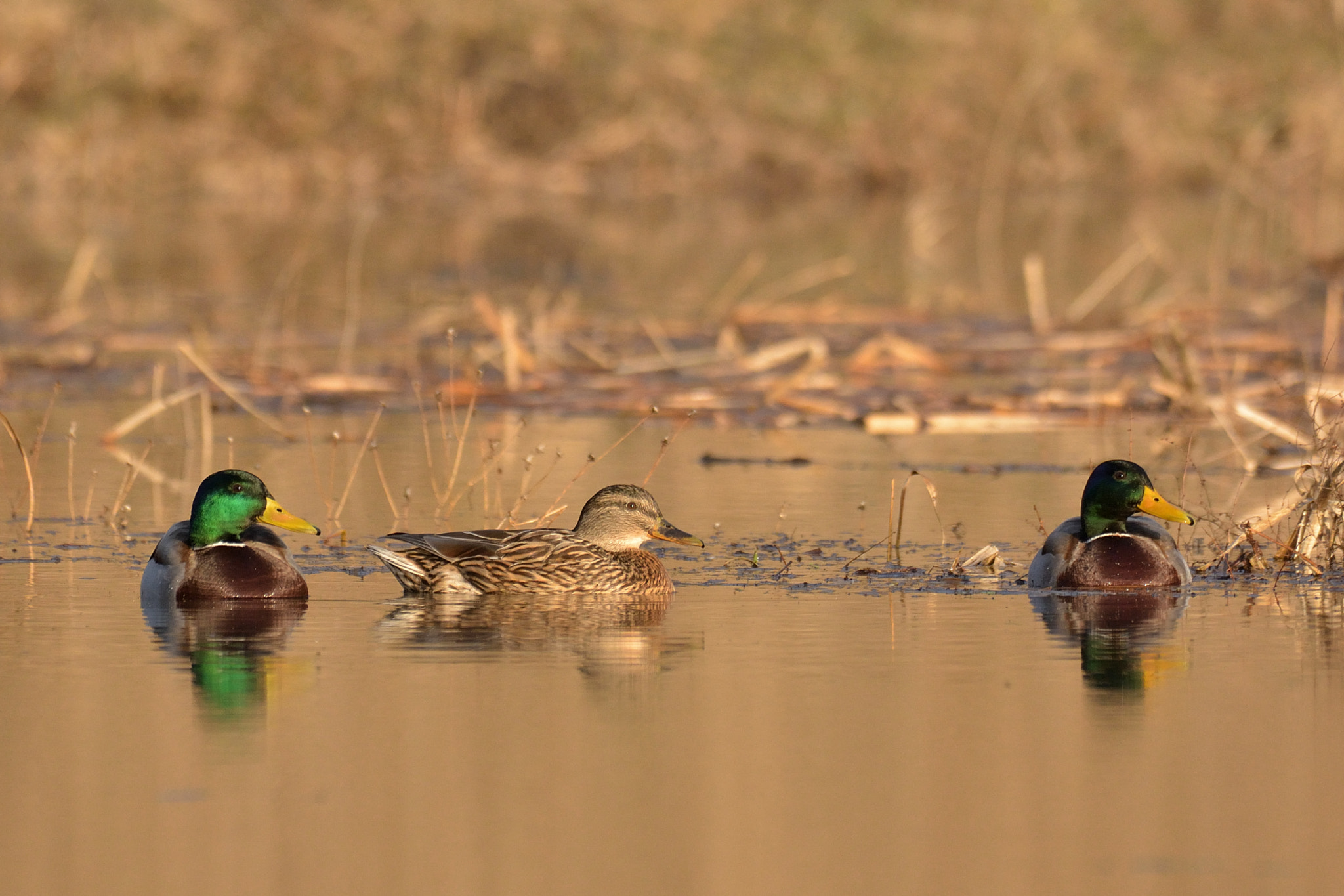 Nikon AF-S Nikkor 200-500mm F5.6E ED VR sample photo. Resting on the sunset photography