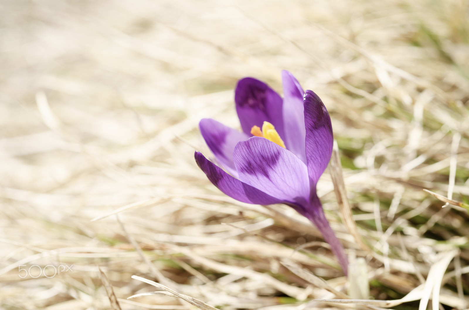 Nikon D750 + Nikon AF Micro-Nikkor 60mm F2.8D sample photo. Spring crocus flower photography