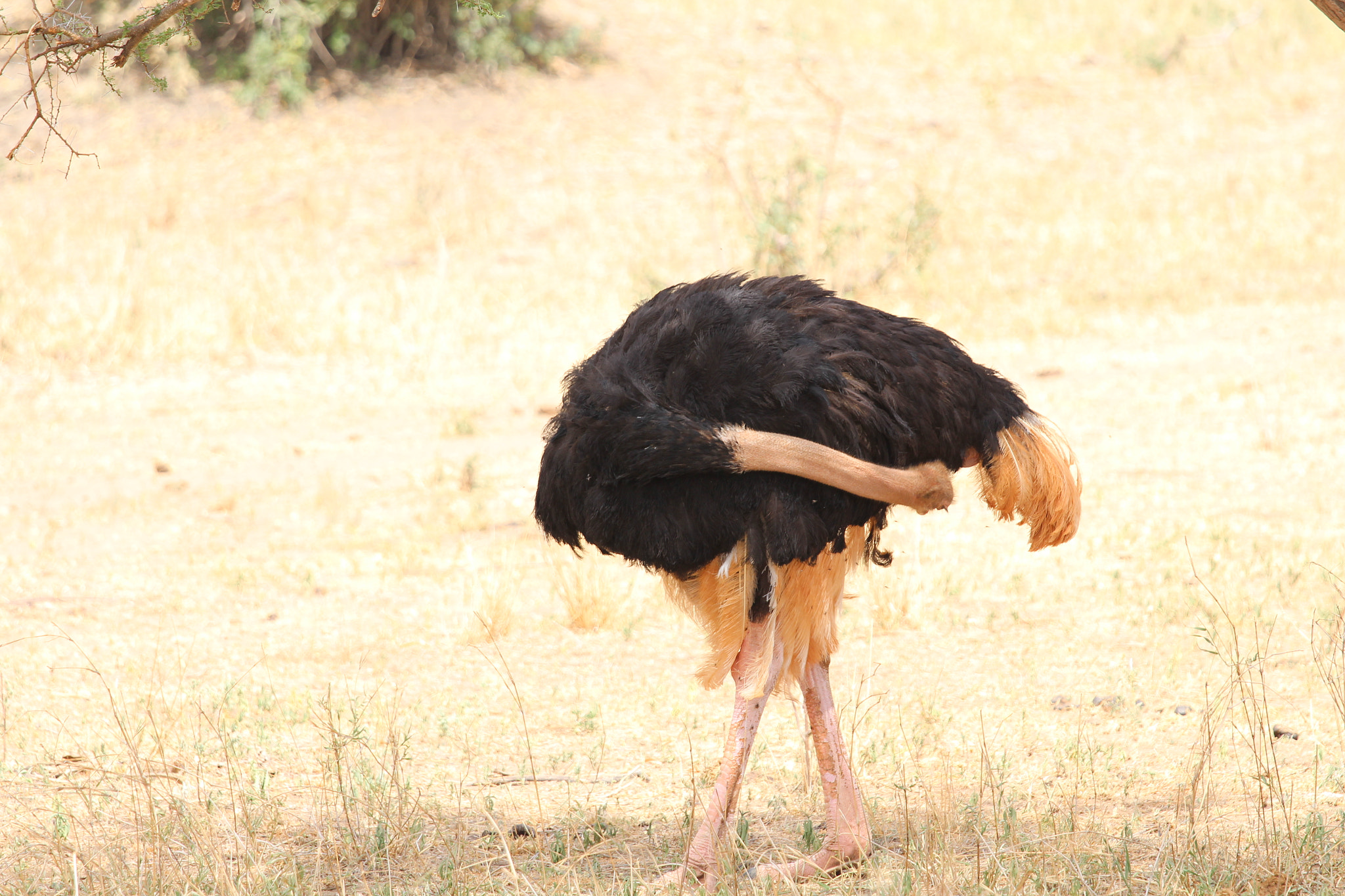 Canon EOS 650D (EOS Rebel T4i / EOS Kiss X6i) sample photo. Safari animals in tanzania photography