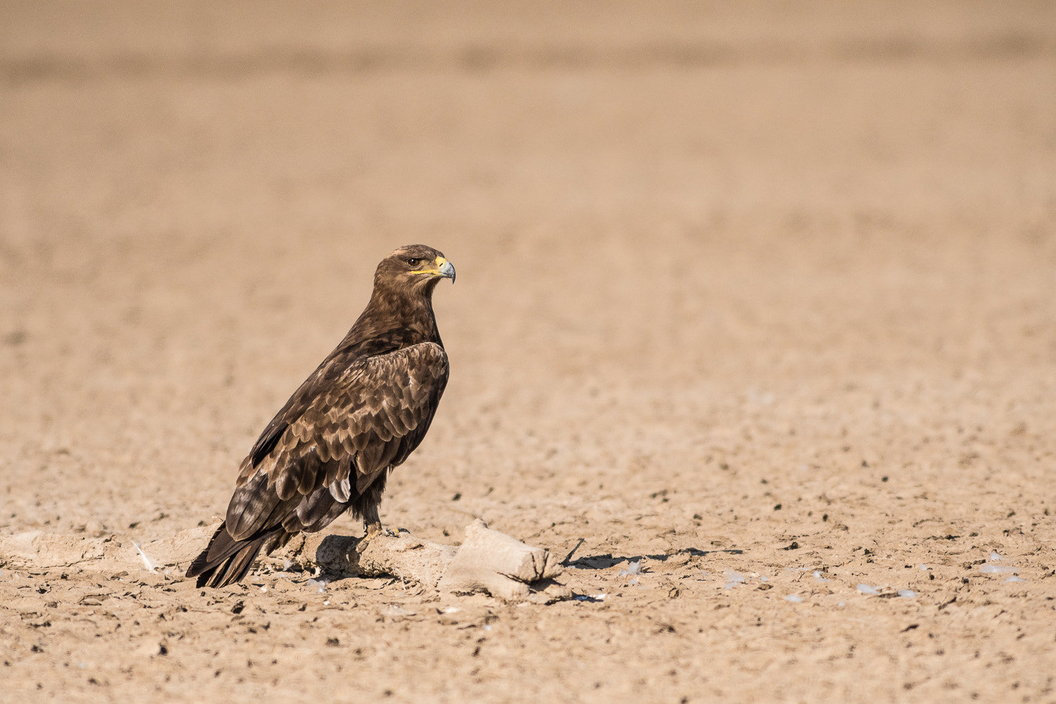 Nikon AF-S Nikkor 300mm F2.8G ED VR II sample photo. Resting eagle photography