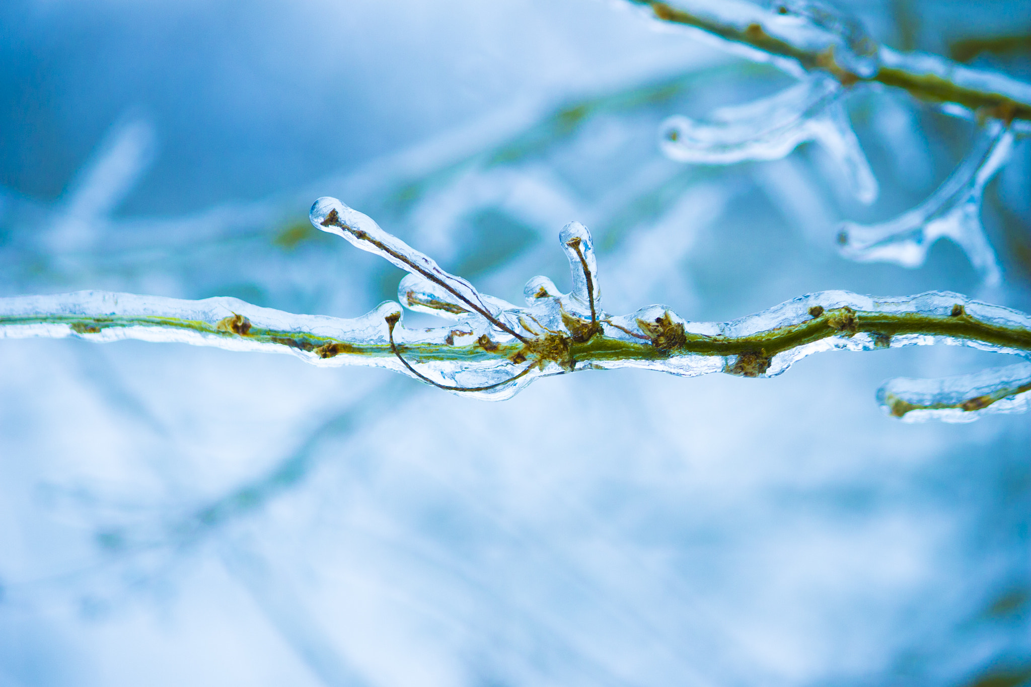 Canon EOS 1100D (EOS Rebel T3 / EOS Kiss X50) sample photo. Freezing rain on a tree branch photography