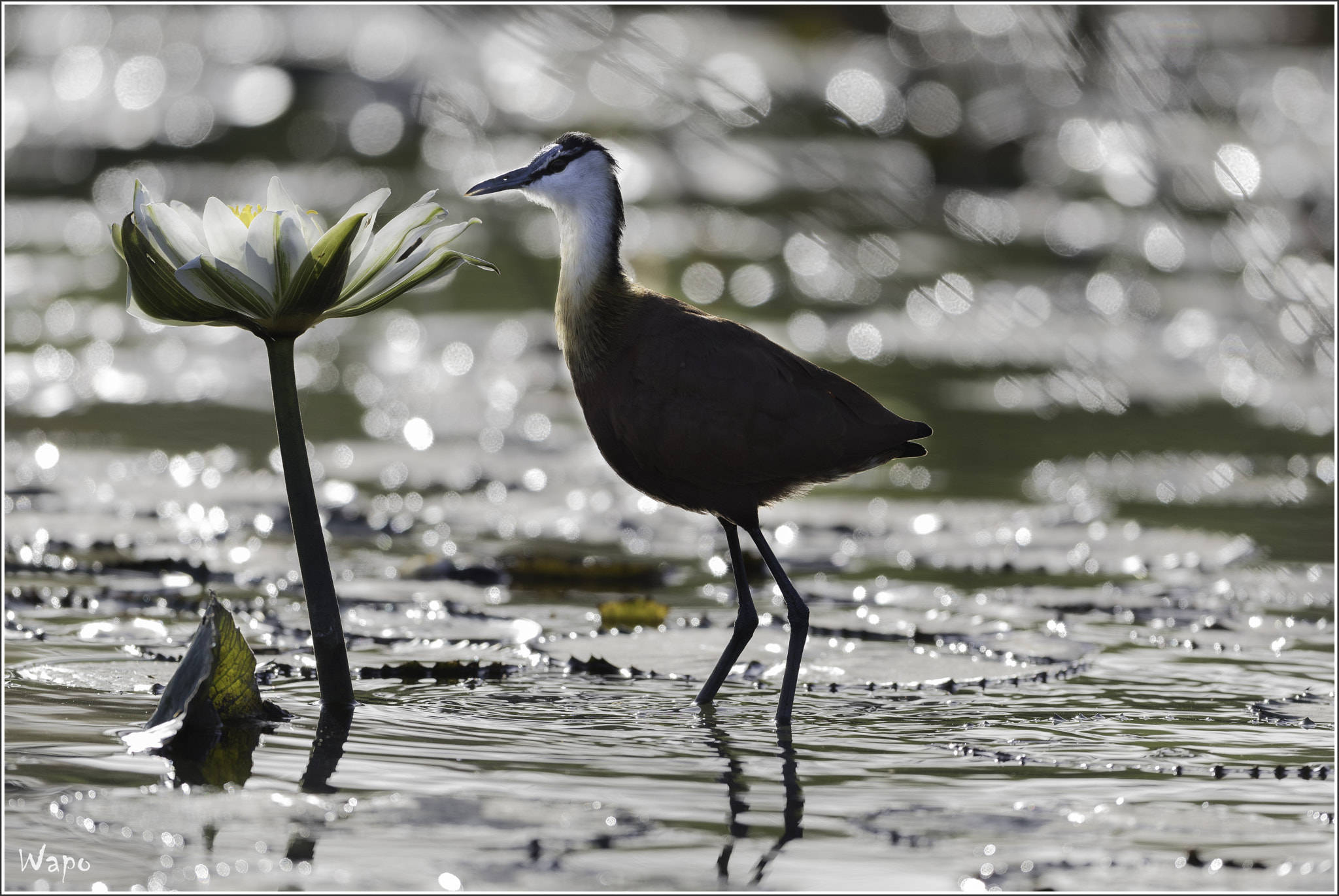 Nikon D500 sample photo. African jacana photography