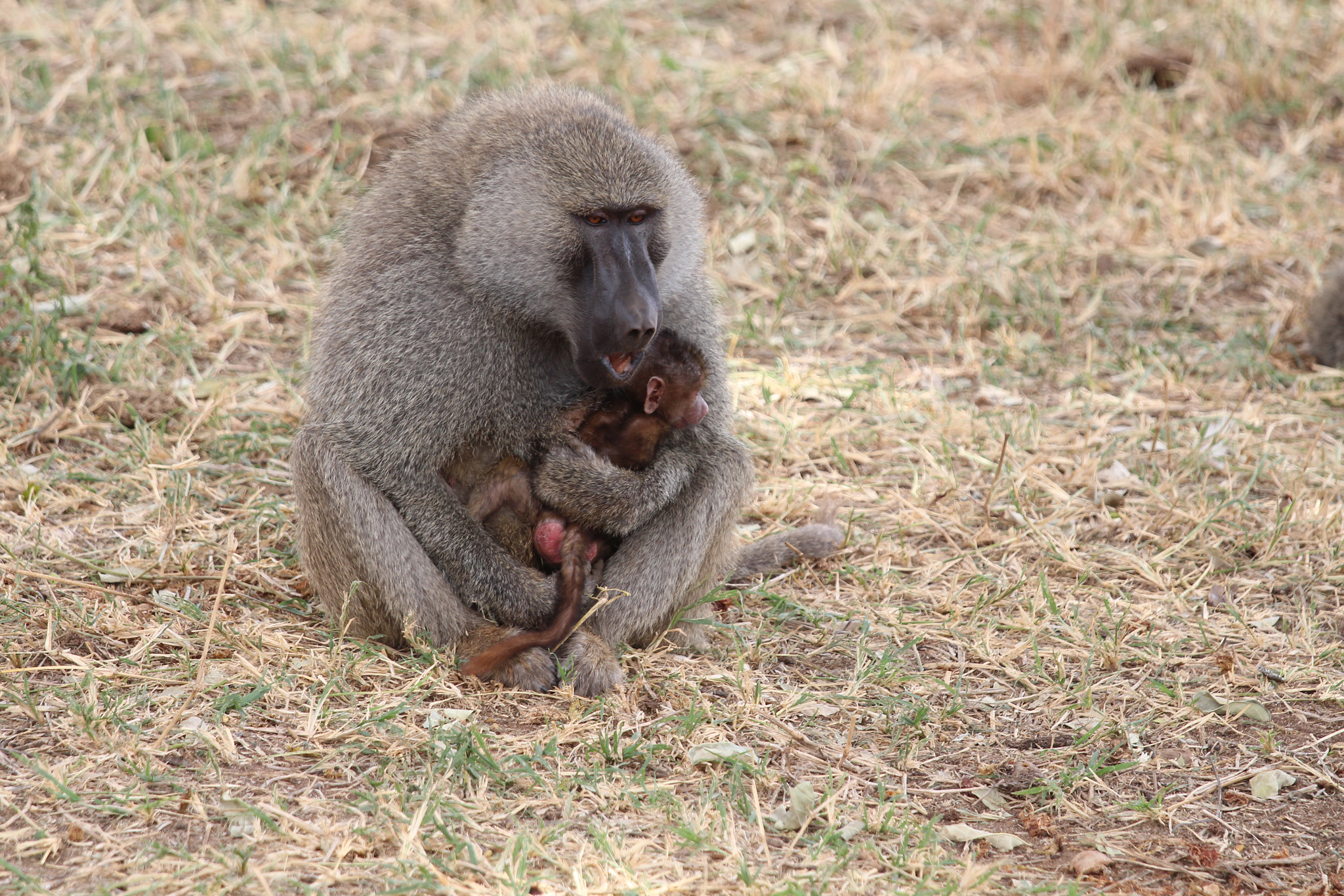 Canon EOS 650D (EOS Rebel T4i / EOS Kiss X6i) + Canon EF 70-200mm F4L IS USM sample photo. Safari animals in tanzania photography