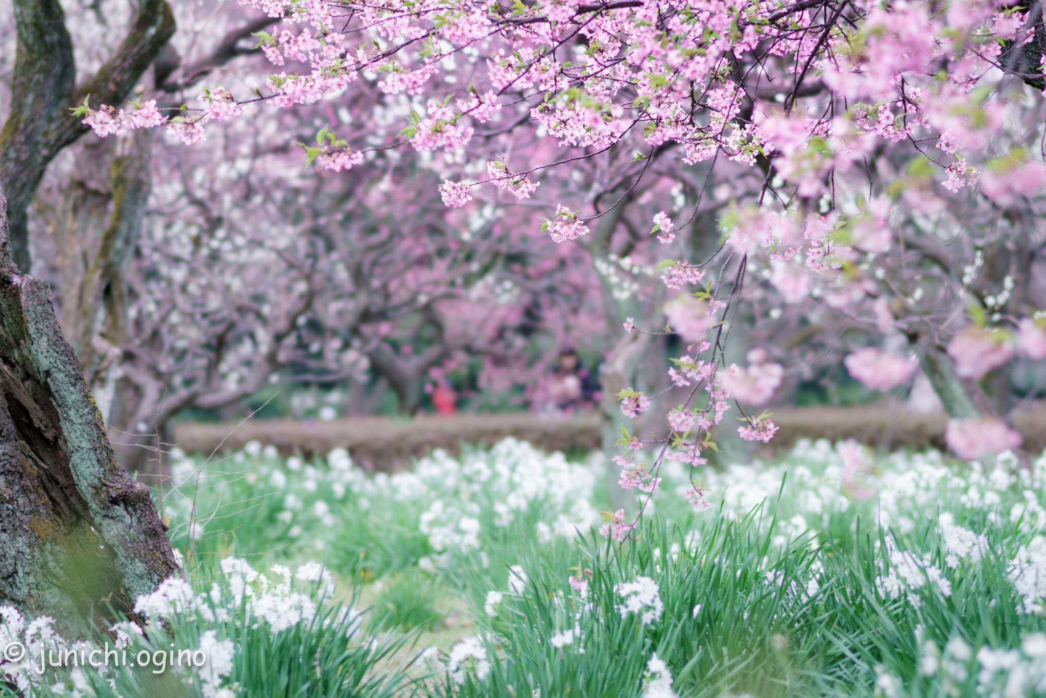 Sony 135mm F2.8 [T4.5] STF sample photo. Woderful place photography