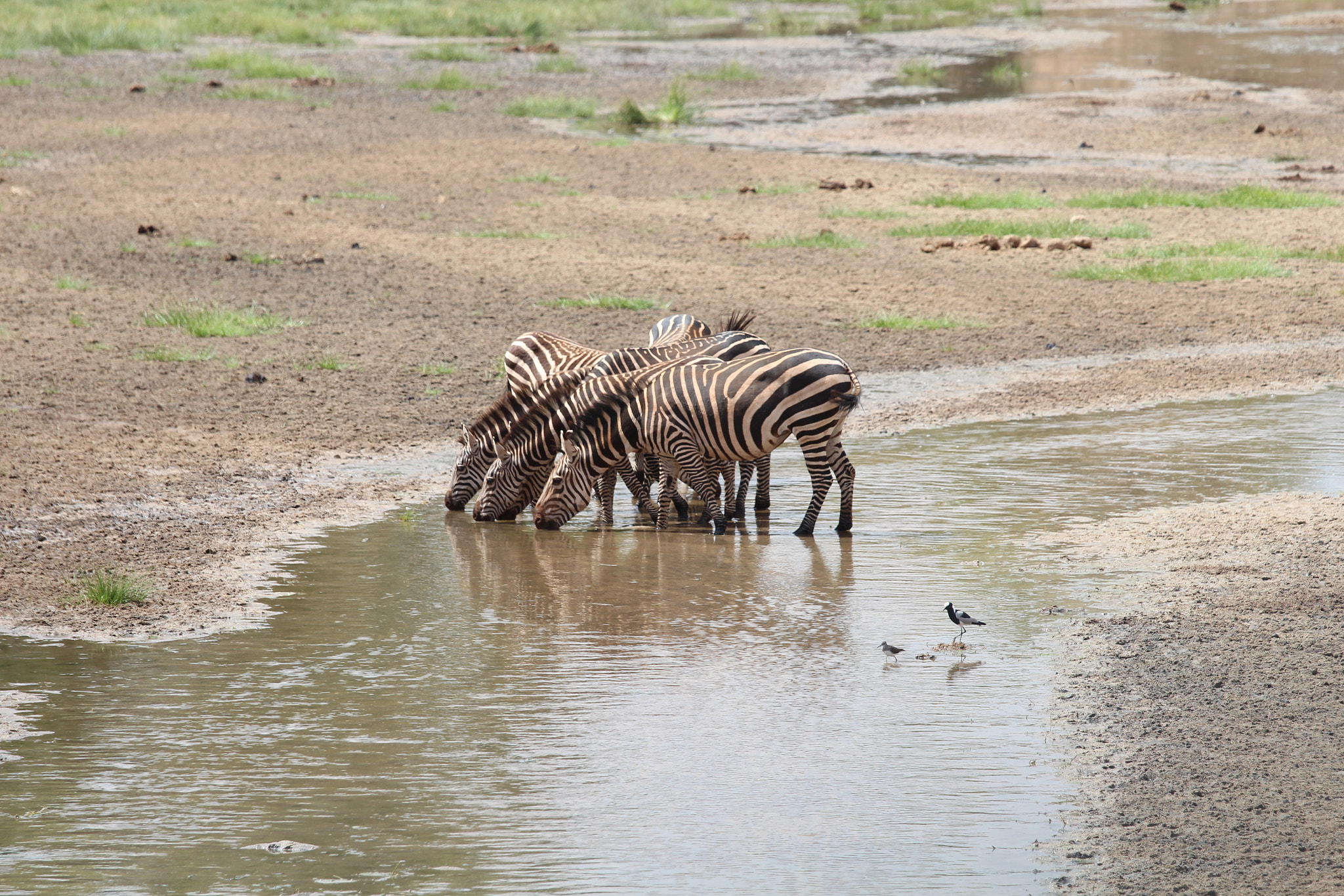 Canon EOS 650D (EOS Rebel T4i / EOS Kiss X6i) sample photo. Safari animals in tanzania photography