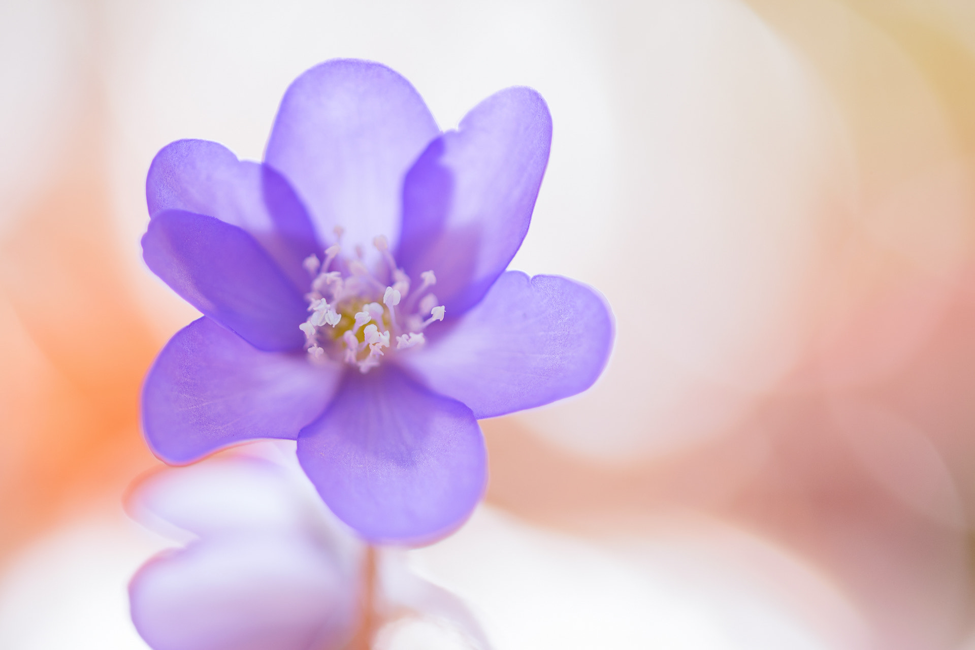 Sigma 105mm F2.8 EX DG OS HSM sample photo. Leberbllümchen photography