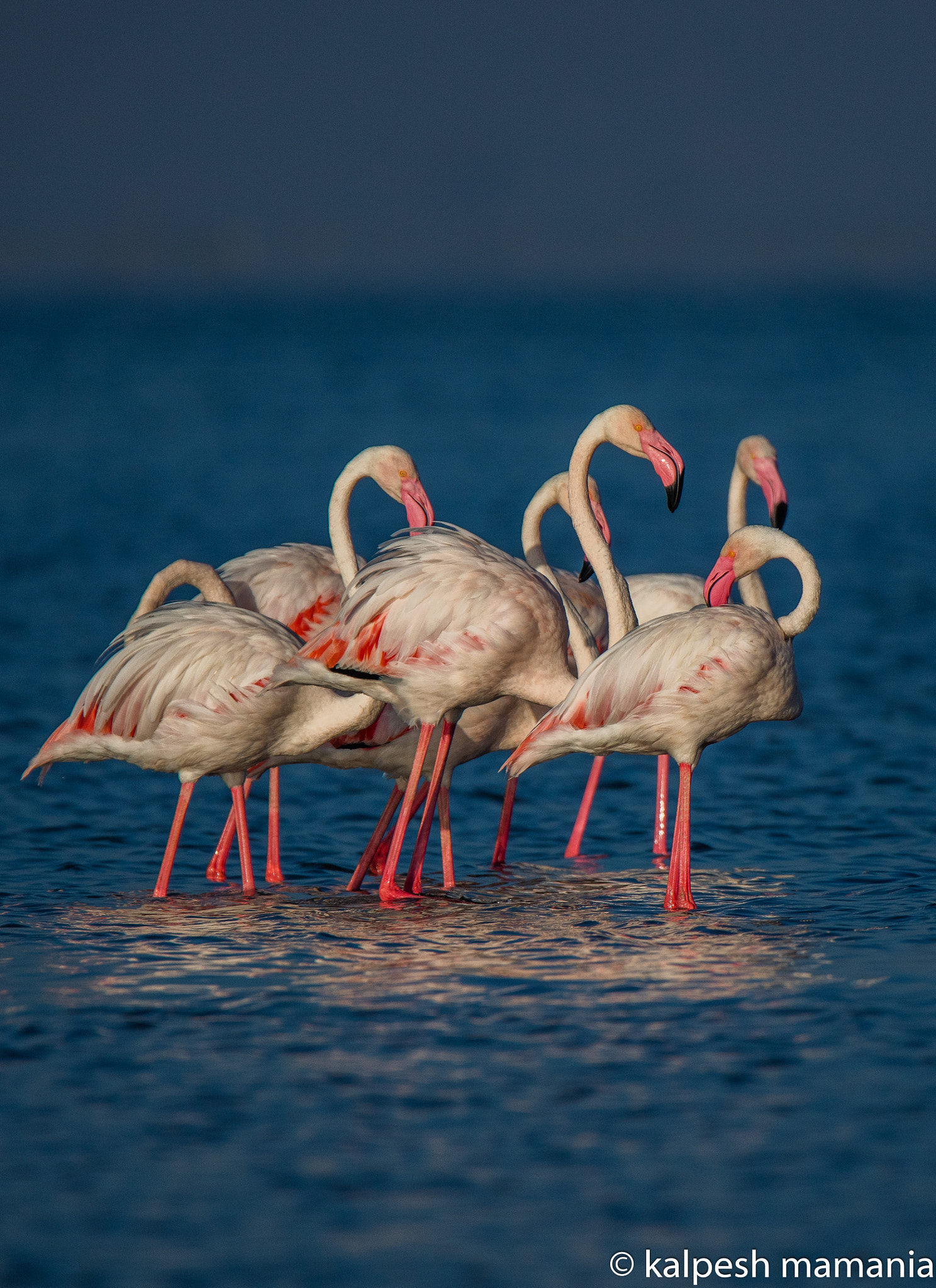 Tamron SP 150-600mm F5-6.3 Di VC USD sample photo. Flamingos.  photography