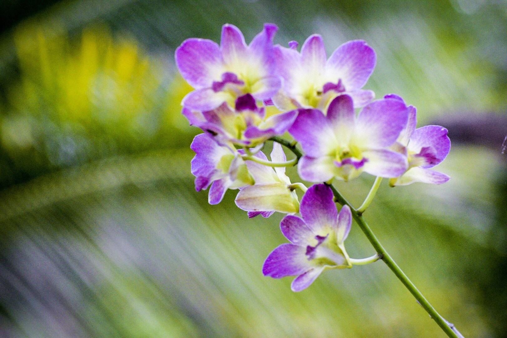 Nikon D5500 + Nikon AF-S Nikkor 70-300mm F4.5-5.6G VR sample photo. Amazing orchids photography