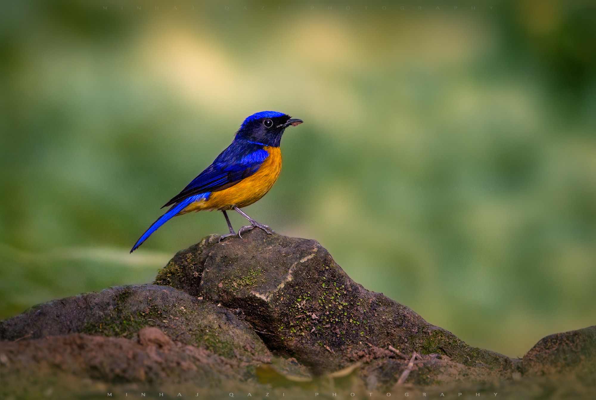 Canon EF 500mm F4L IS II USM sample photo. Niltava photography